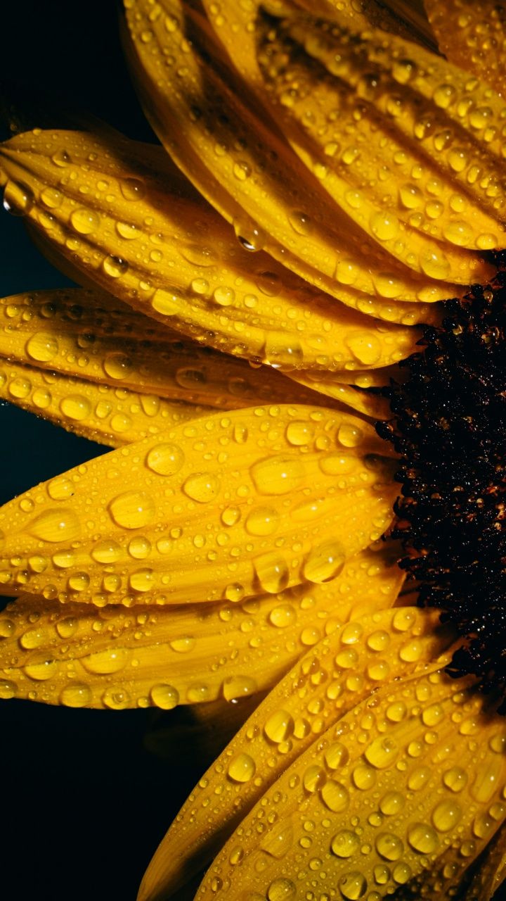 Sunflower Wallpaper 4K, Black