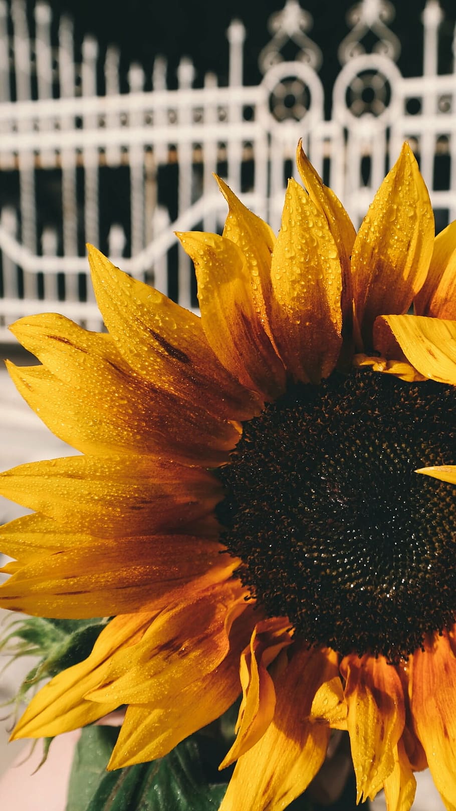 black sunflower, petals, plant, nature