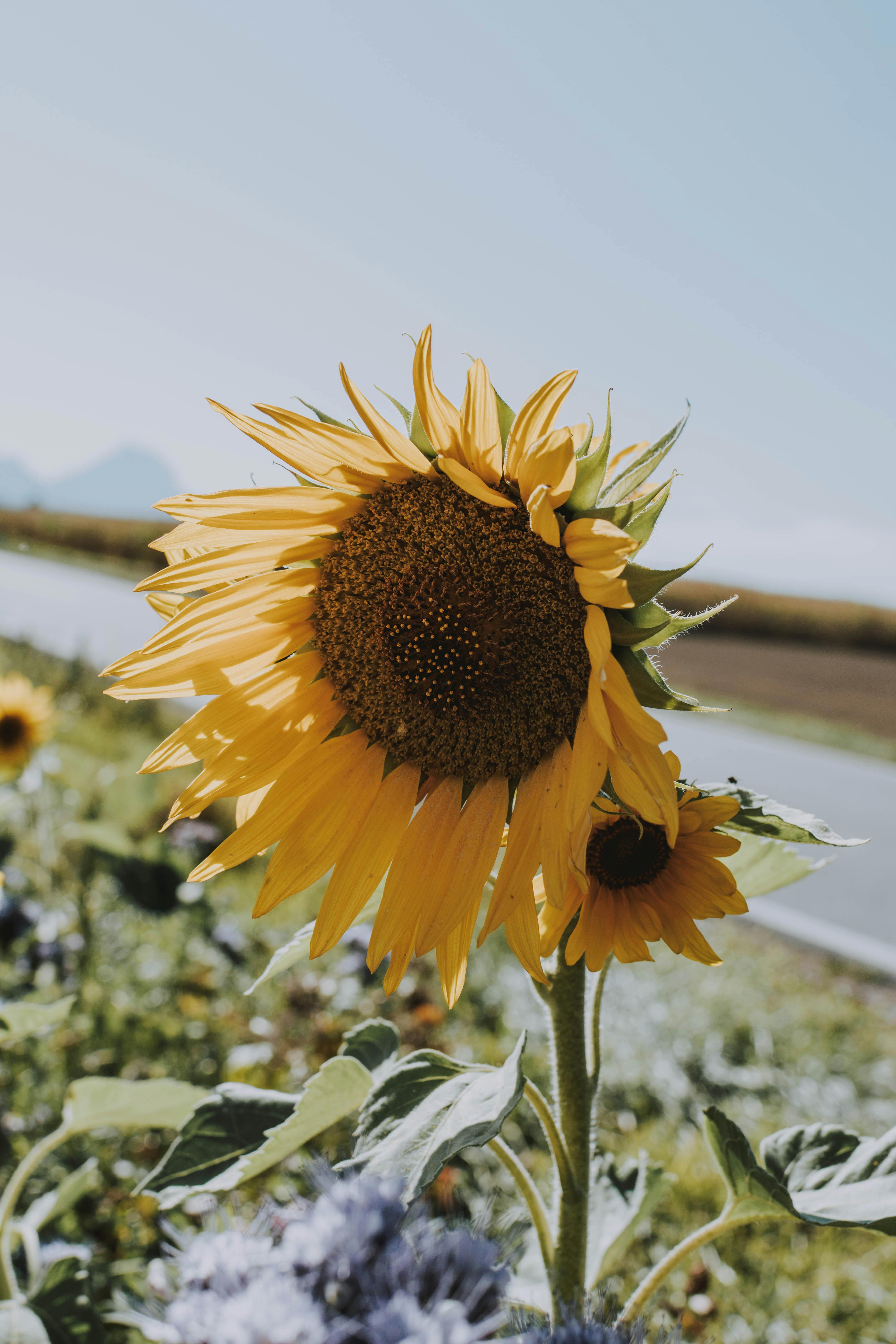 Sunflower Background Photo, Download