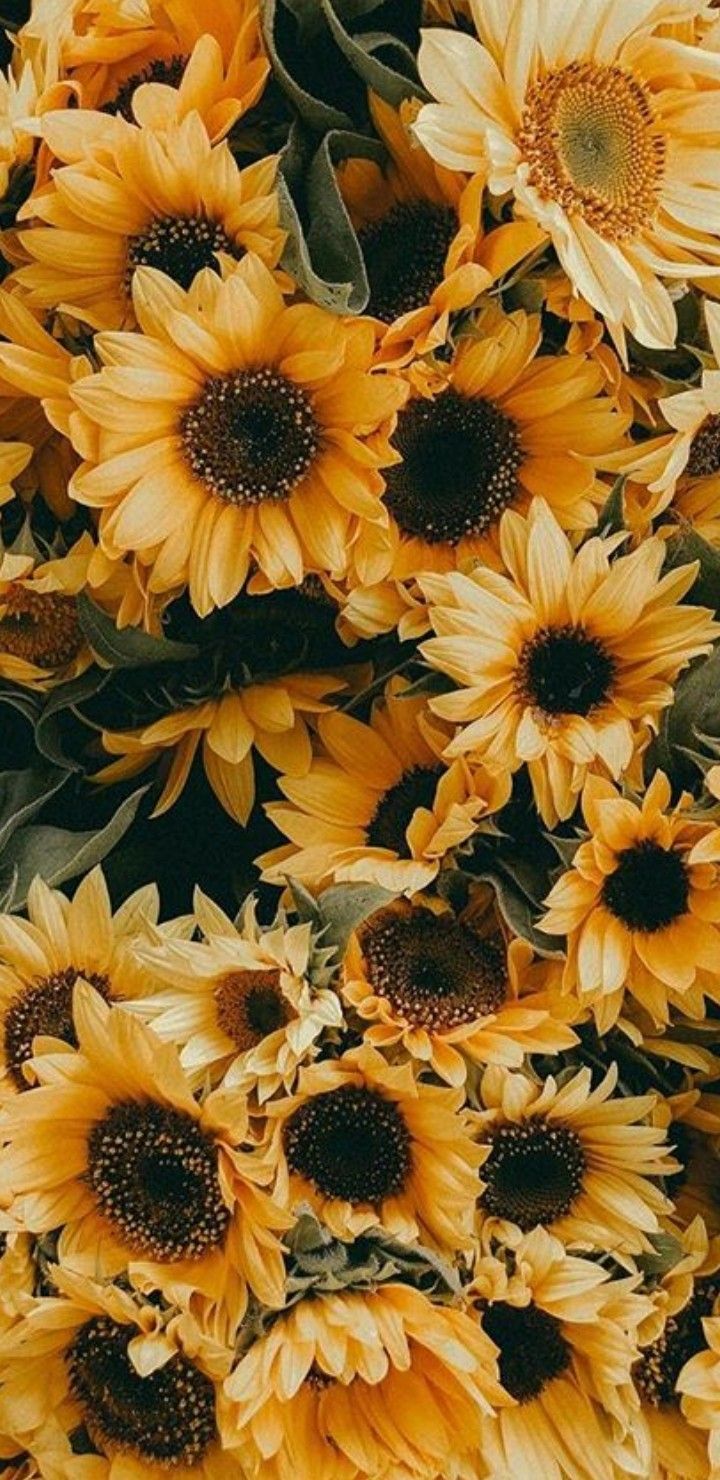 Sunflower aesthetic wallpaper