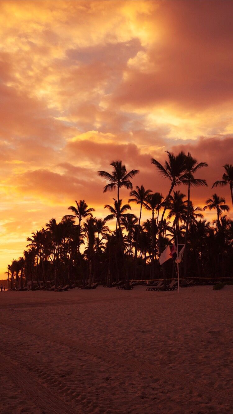 A beach with palm trees and a beautiful sunset. - Beach