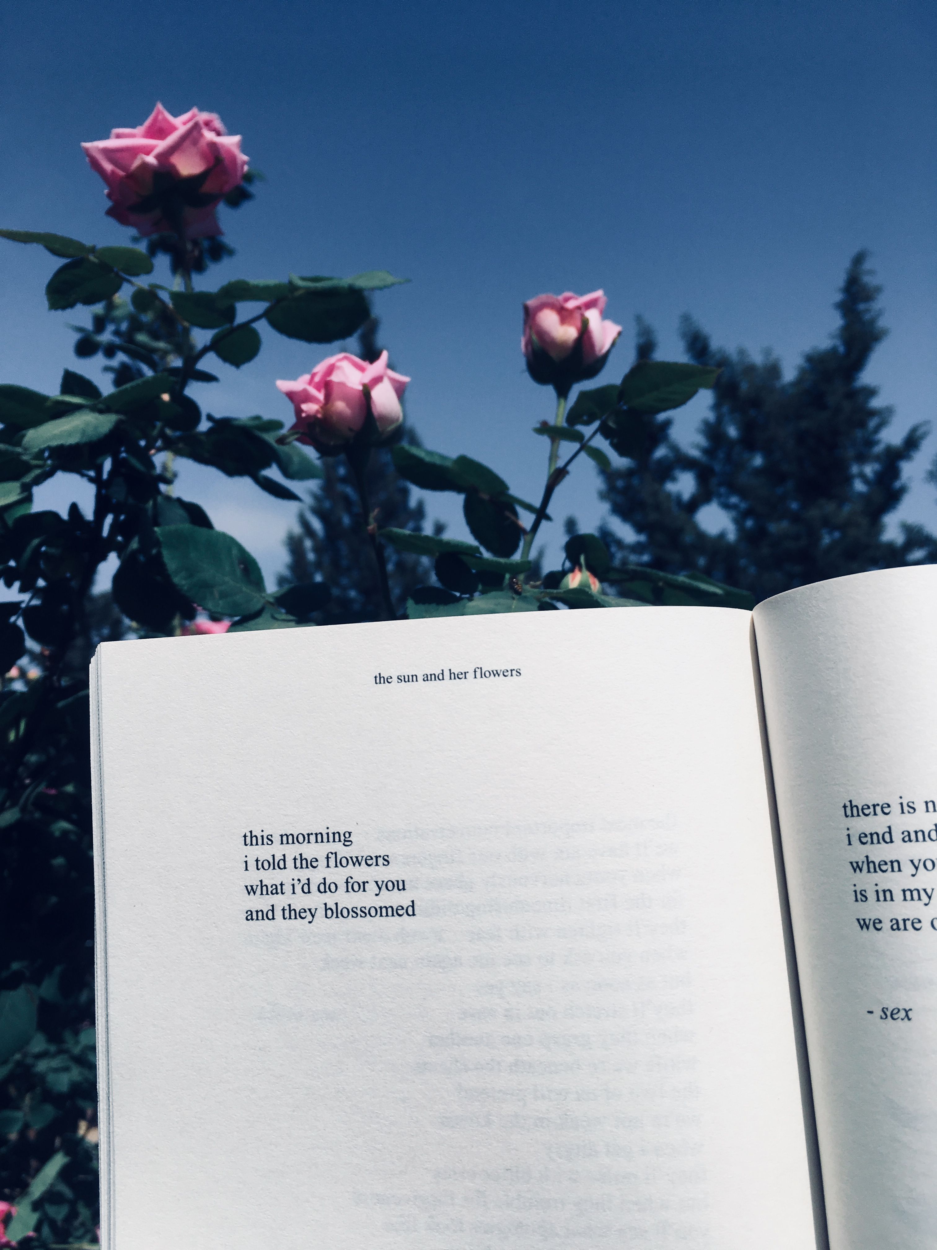 An open book with a poem about the sun and her flowers. - Books