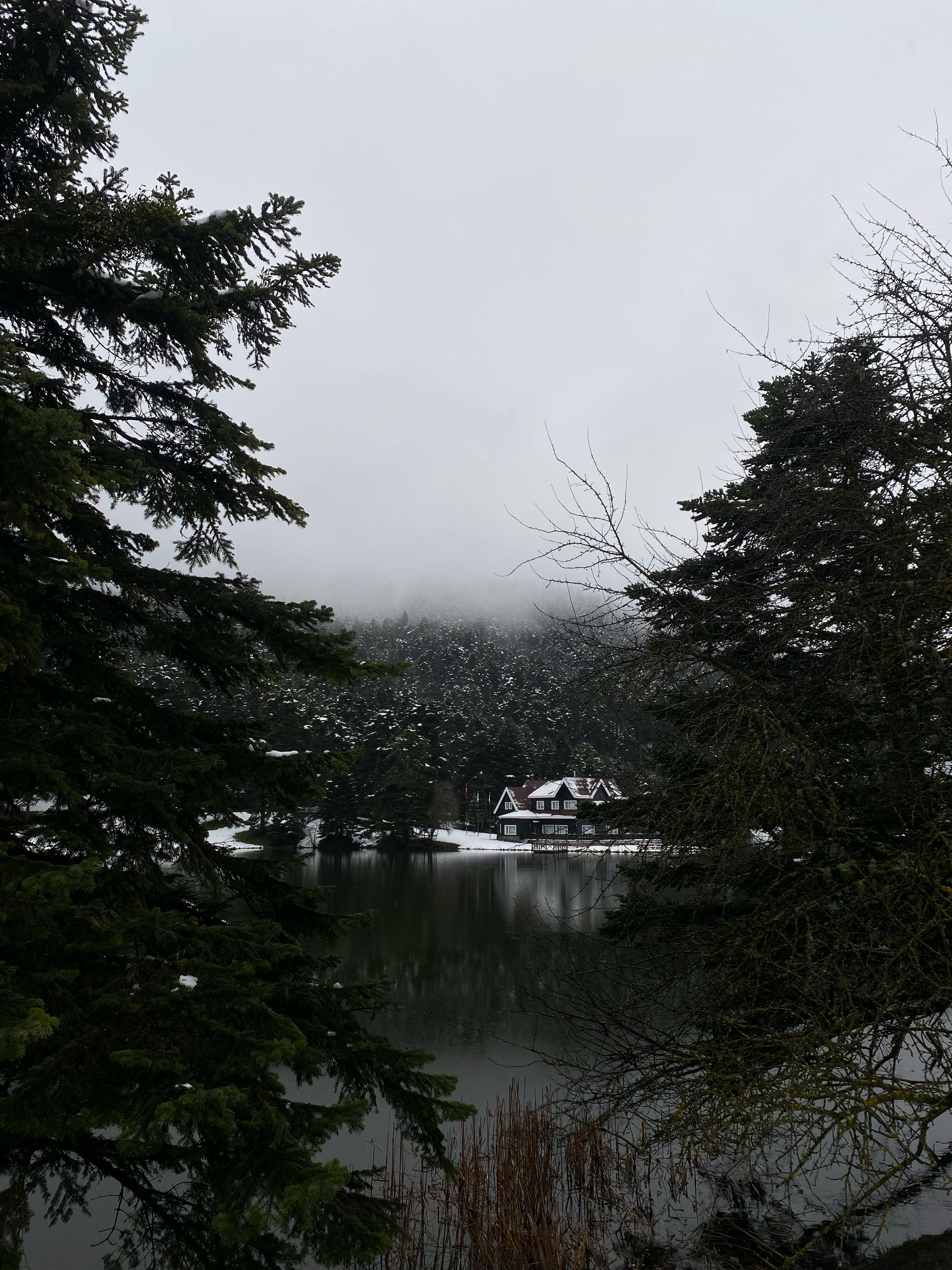 Trees near Lake with Building behind