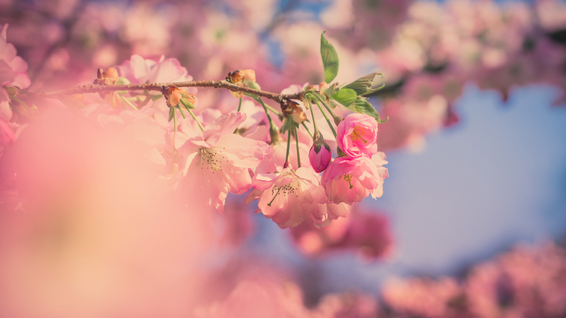 A close up of a branch of a tree with pink flowers - Flower