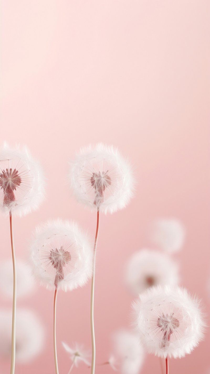 Fluff Dandelion Background Image