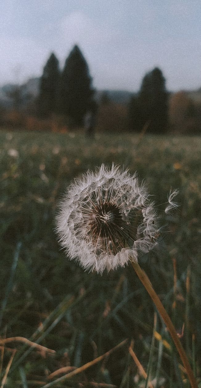 Dandelion