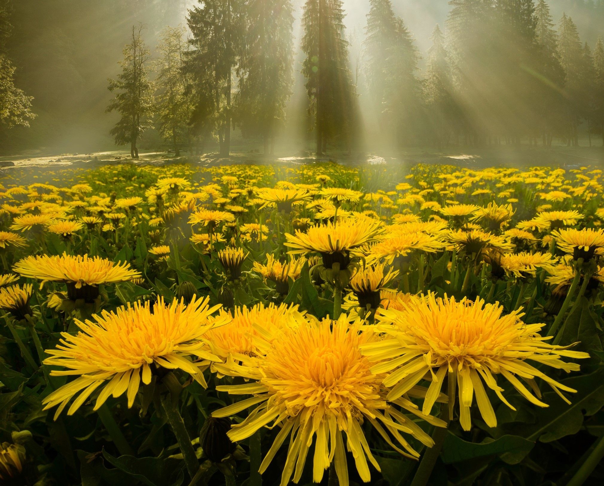 Yellow Flower Flower Dandelion HD Wallpaper