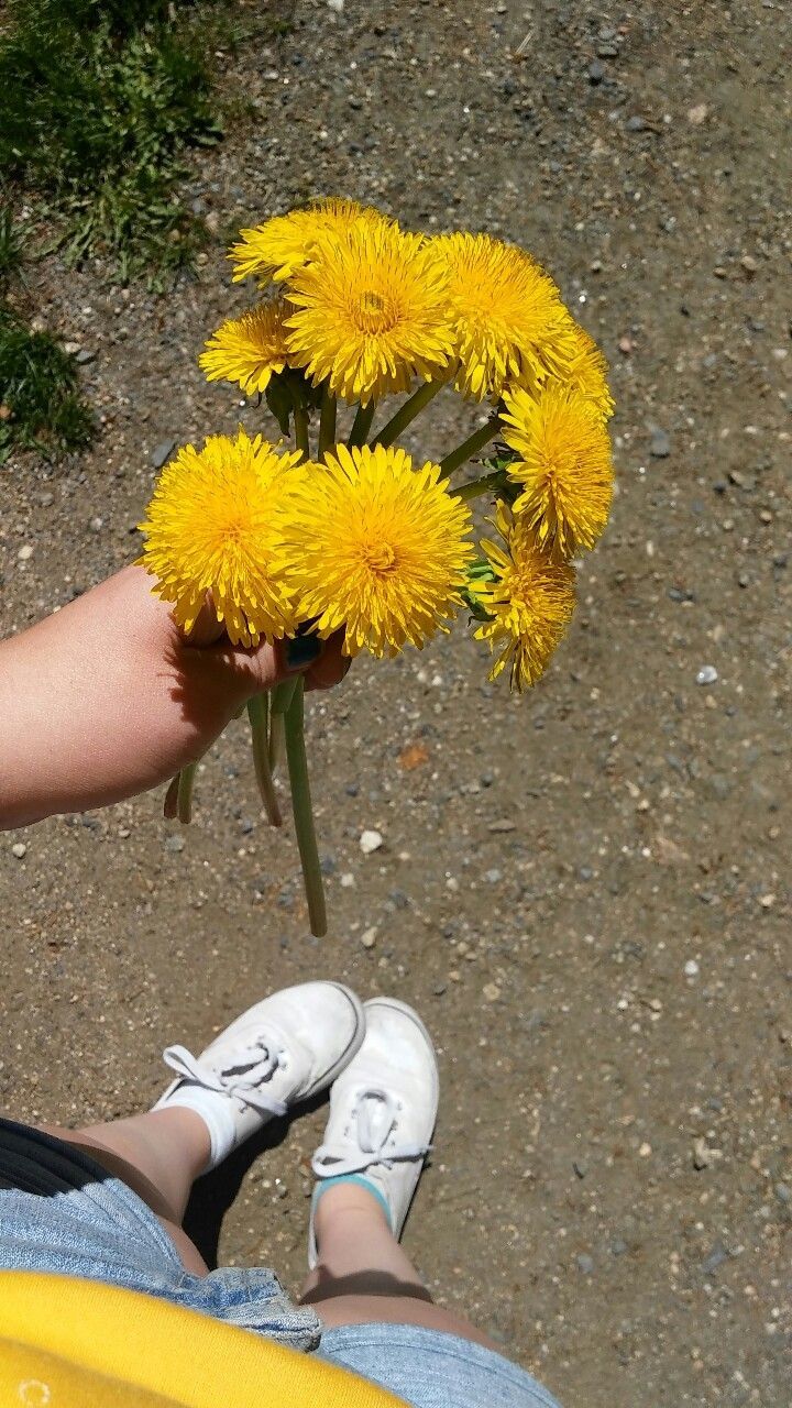 dandelion aesthetic