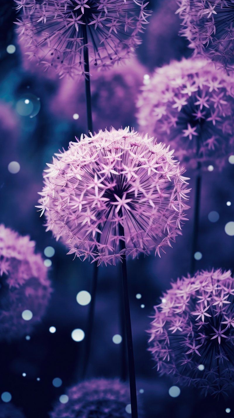 Dandelion Seed Image. Free Photo by GrandestSalami