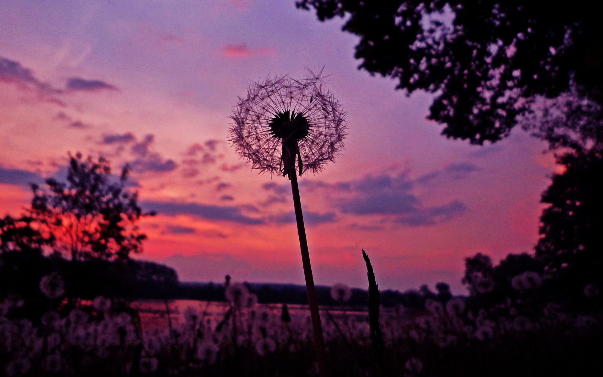 Download Nature Dandelion HD Wallpaper