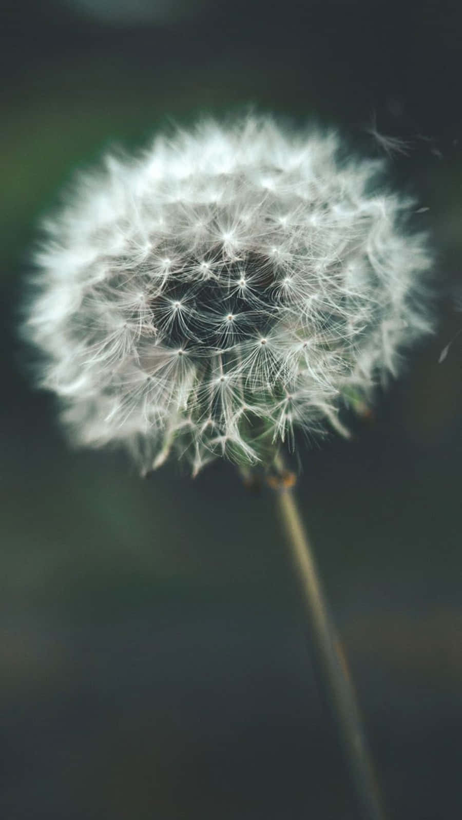 Download White Dandelion Flower