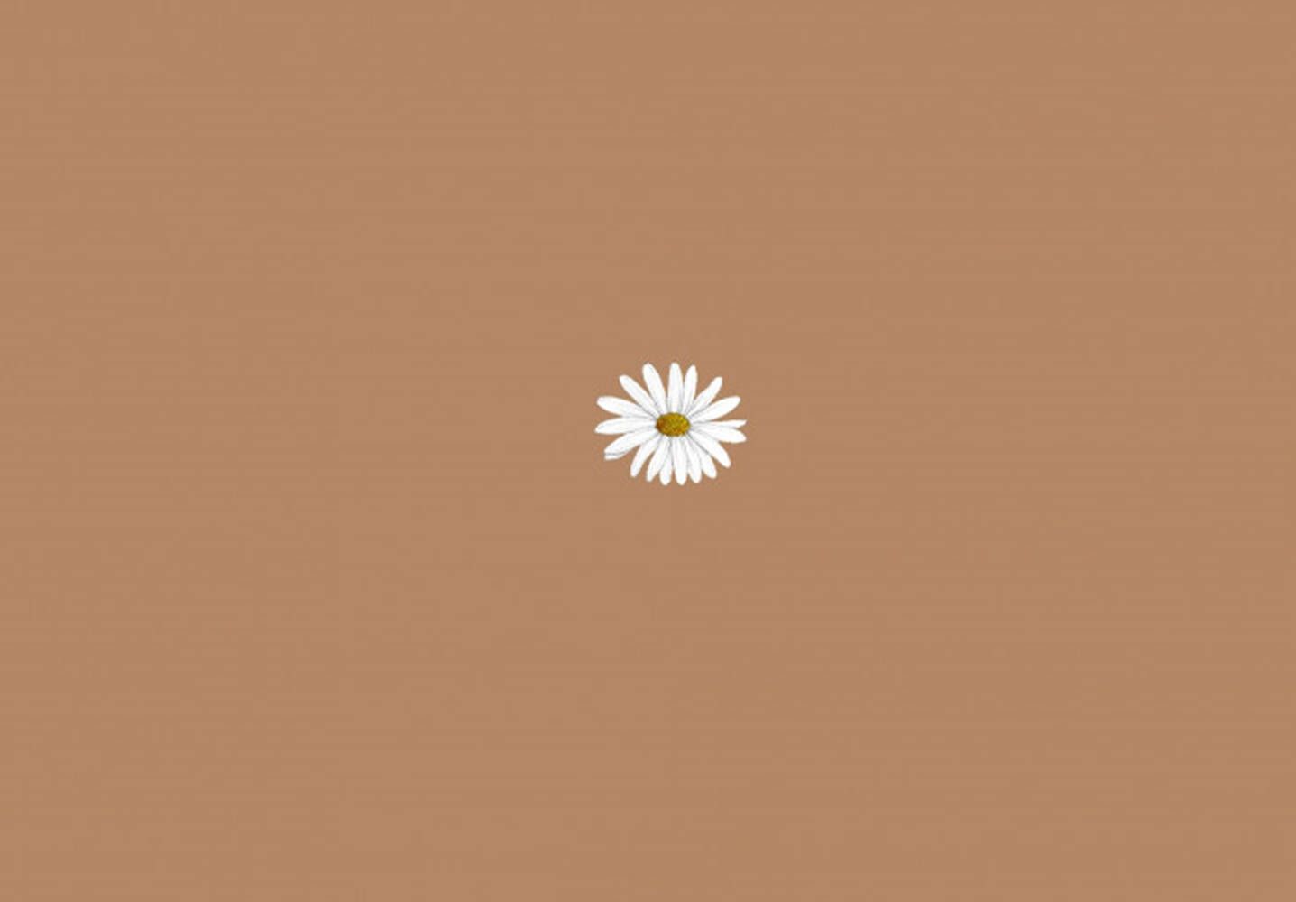 A white daisy on a brown background - Brown
