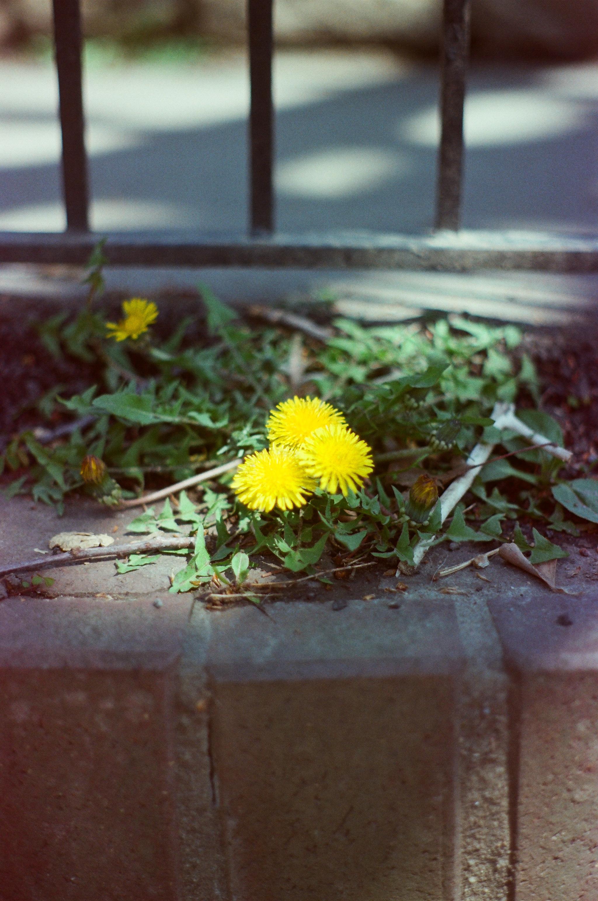 few dandelions with sun shining