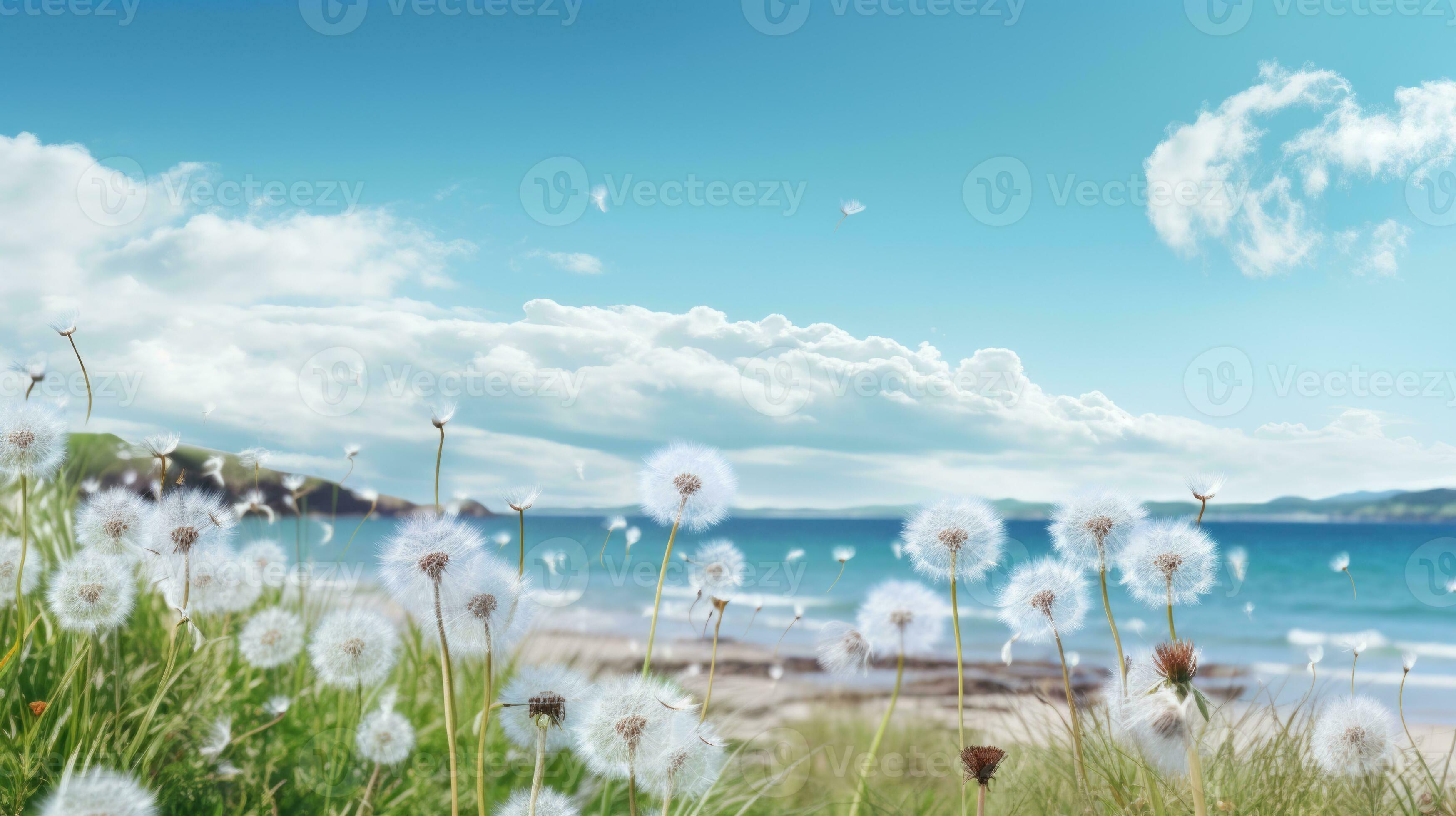 background. Fluffy dandelion flower