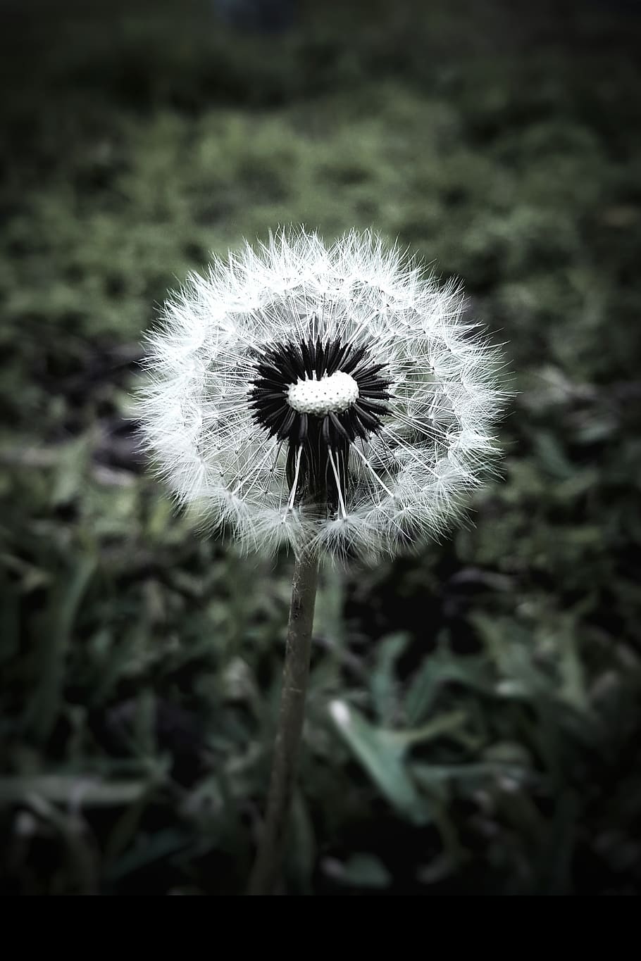 HD wallpaper: dandelion, flower, nice