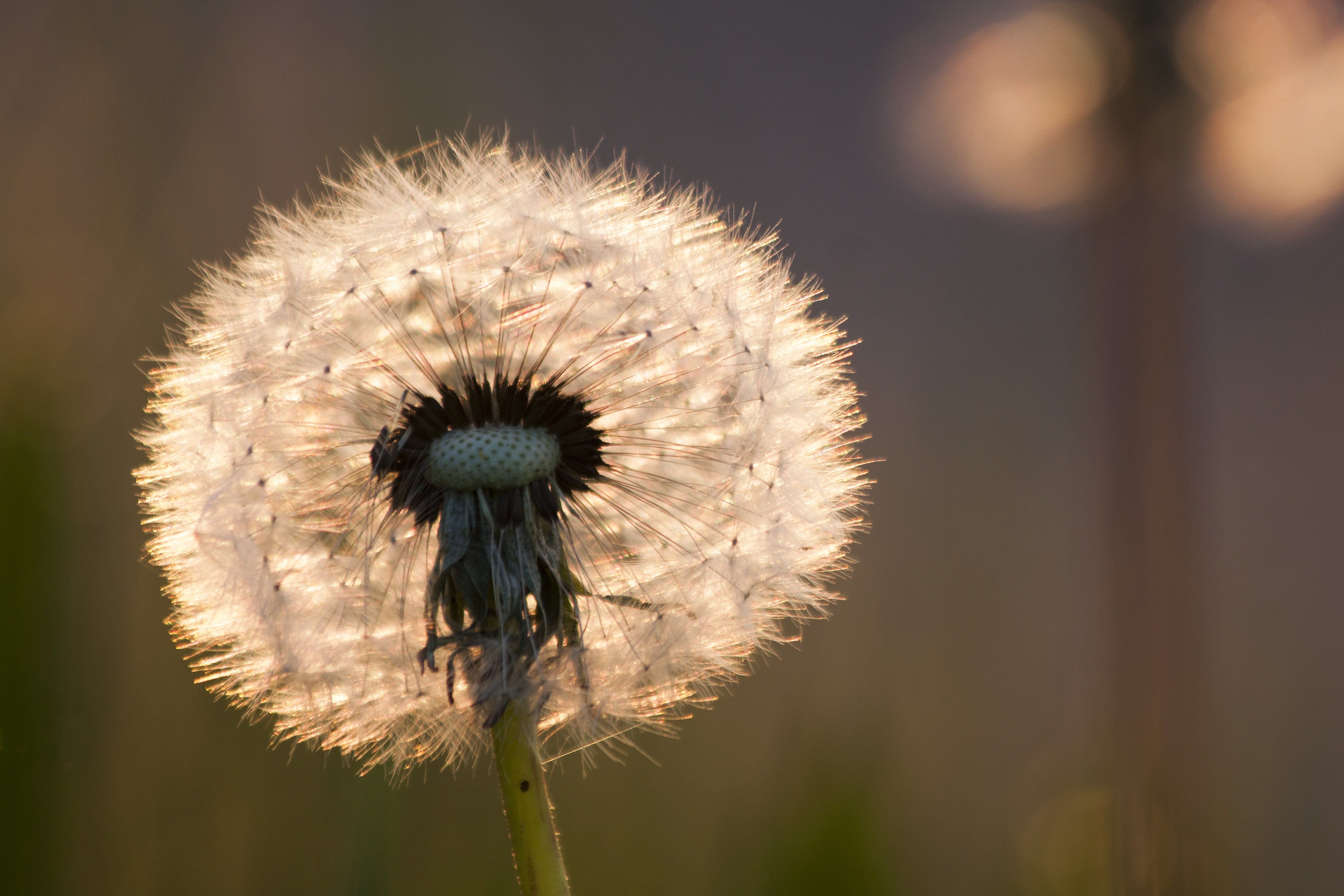 Shallow focus photography of dandelions