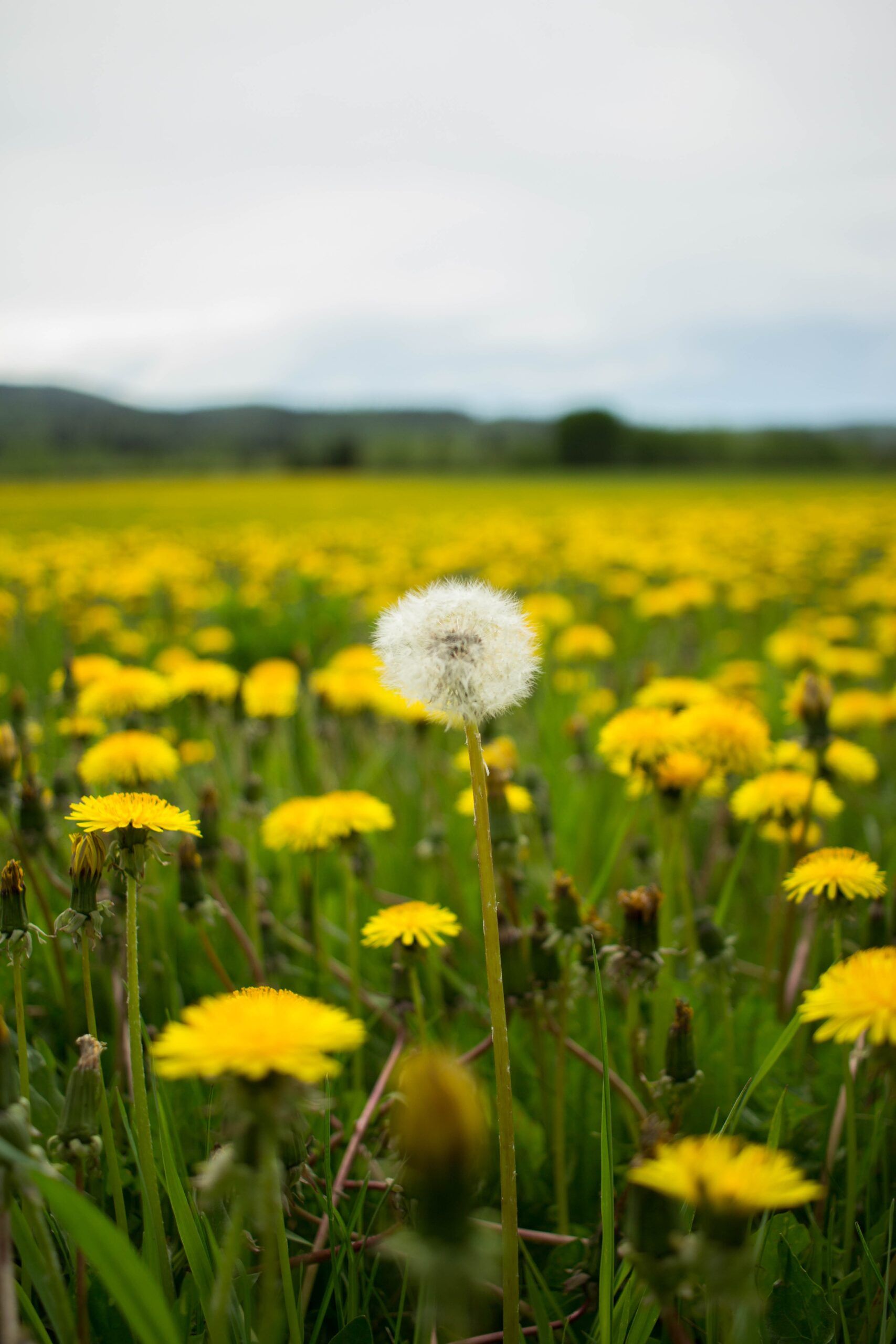 Fear the Dandelion?