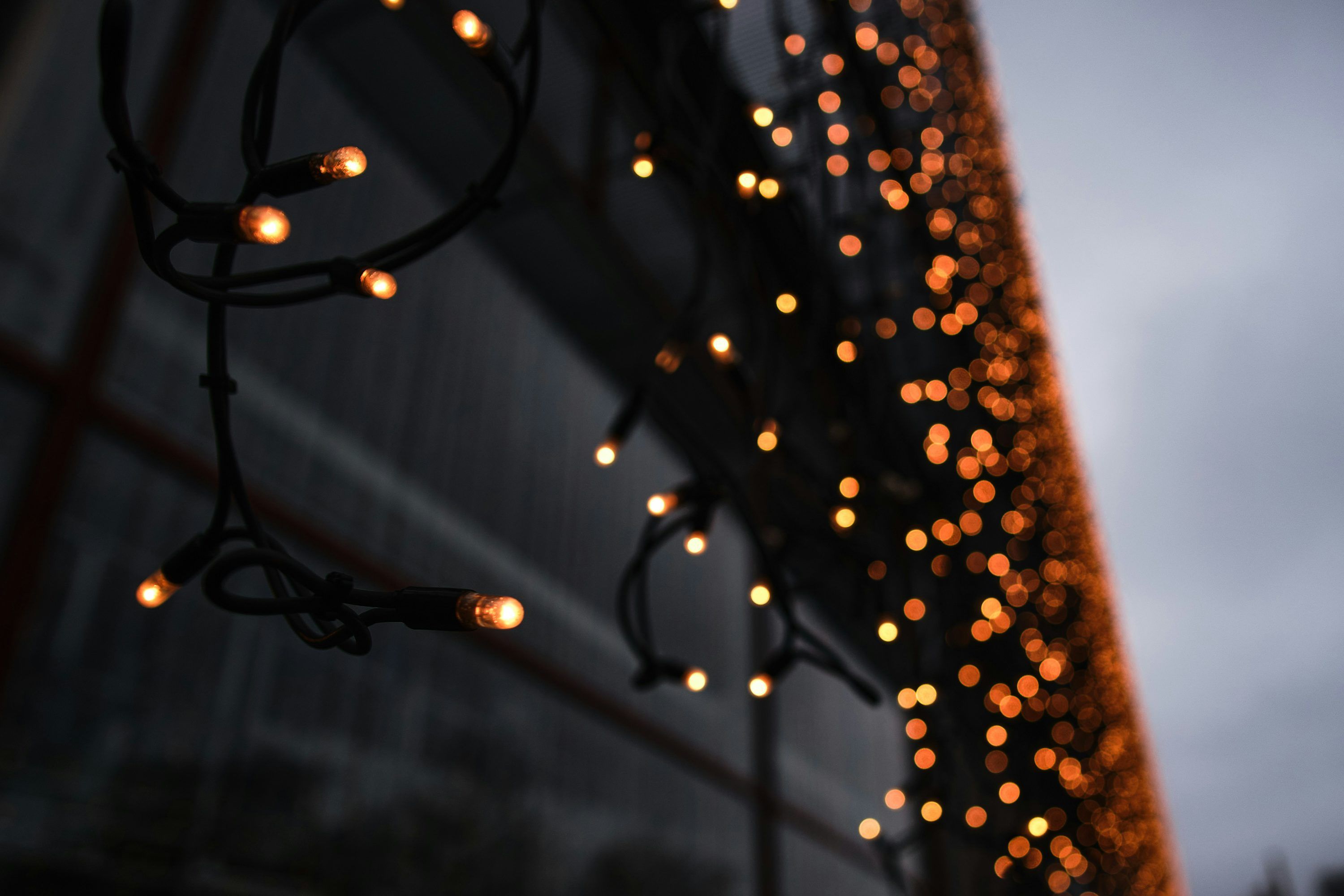 String lights in close up photography