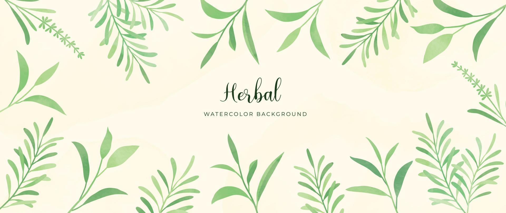 Botanical herbal watercolor background