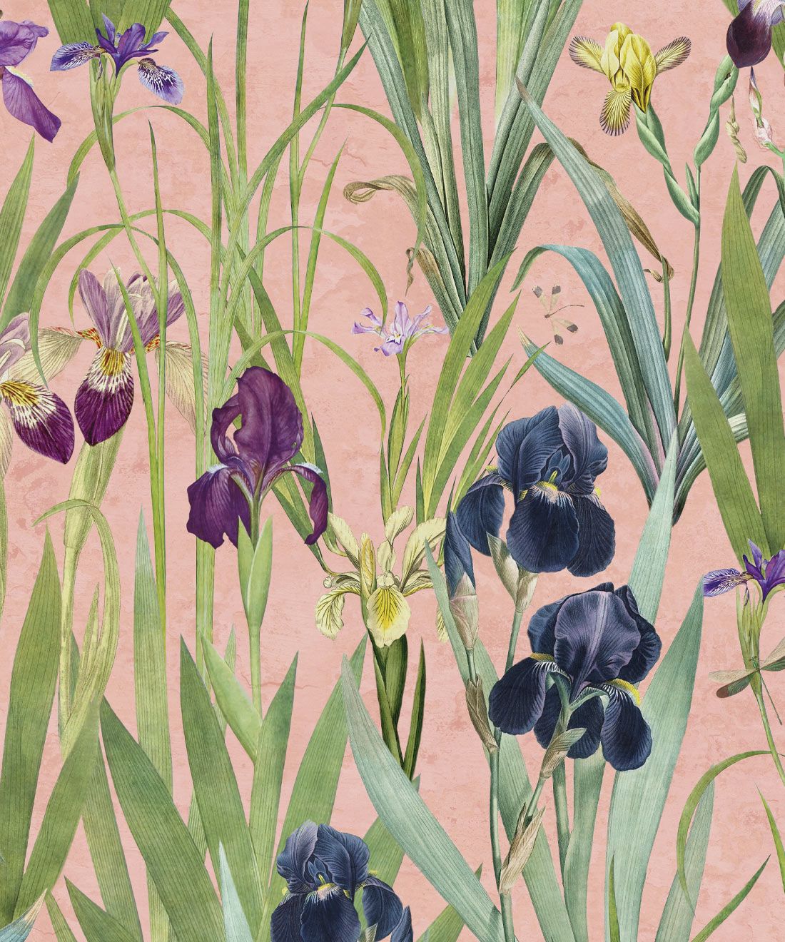 Iris Wallpaper • Floral Botanical