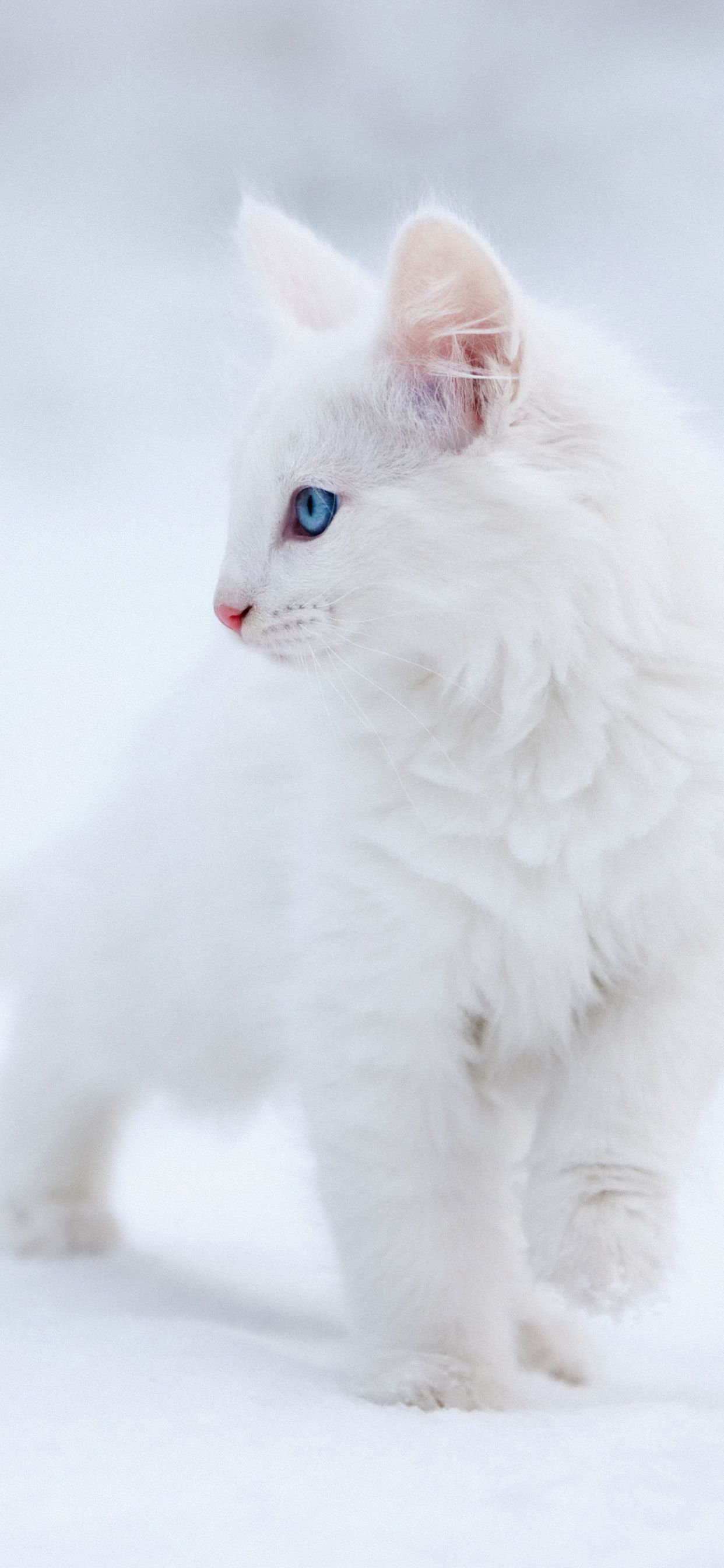 Kitten Wallpaper 4K, White aesthetic