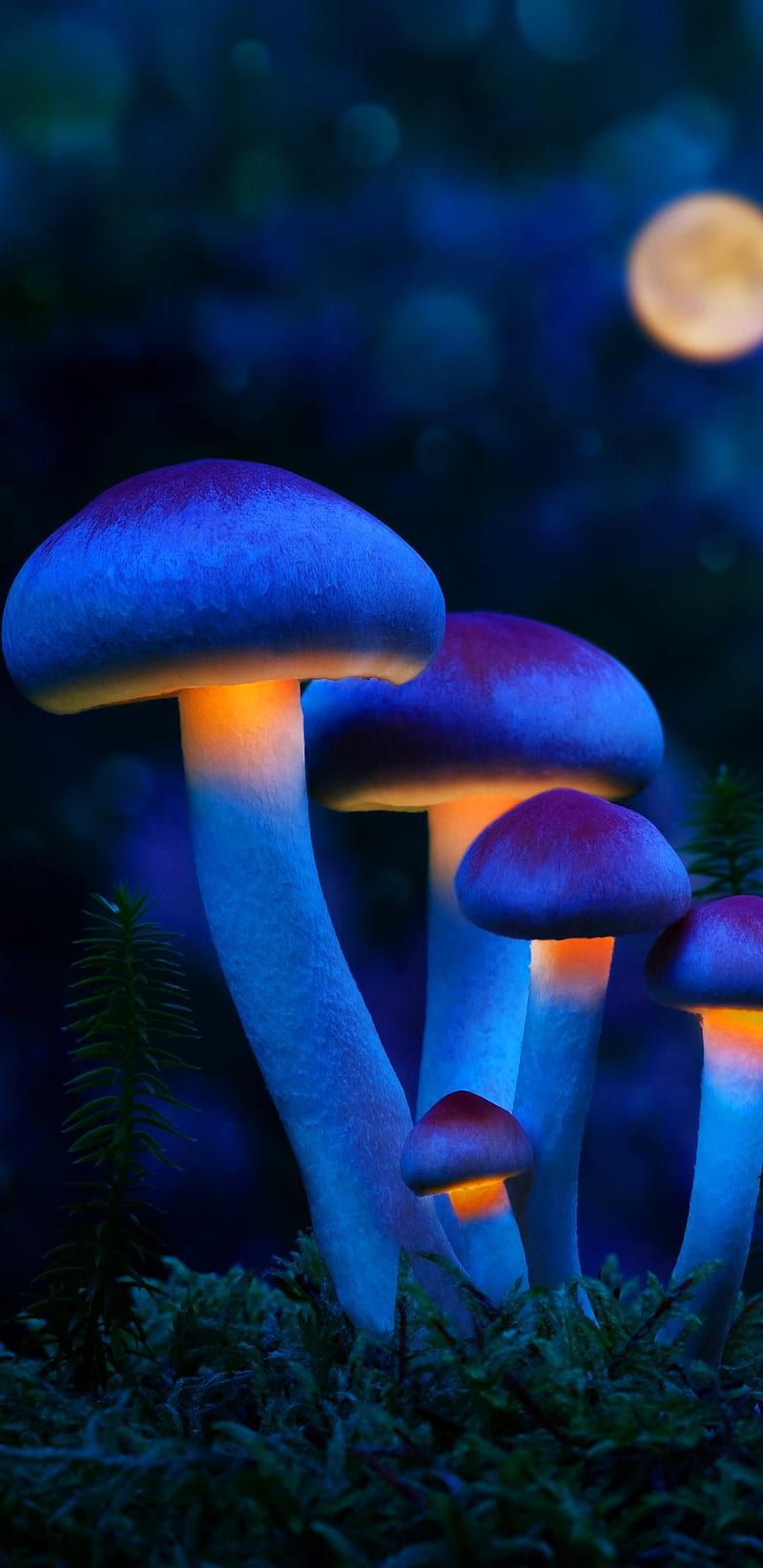 HD mushroom wallpaper