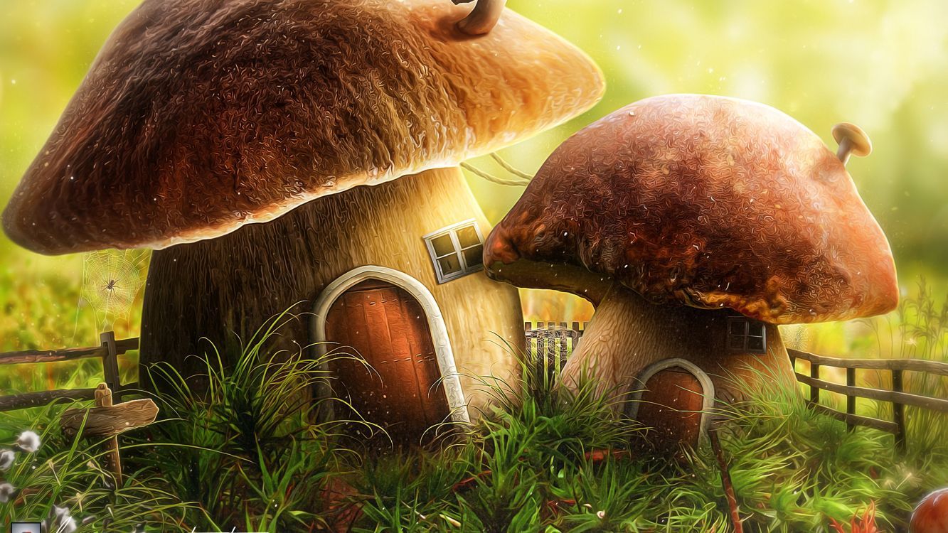 Wallpaper Mushroom, Plant, Plant