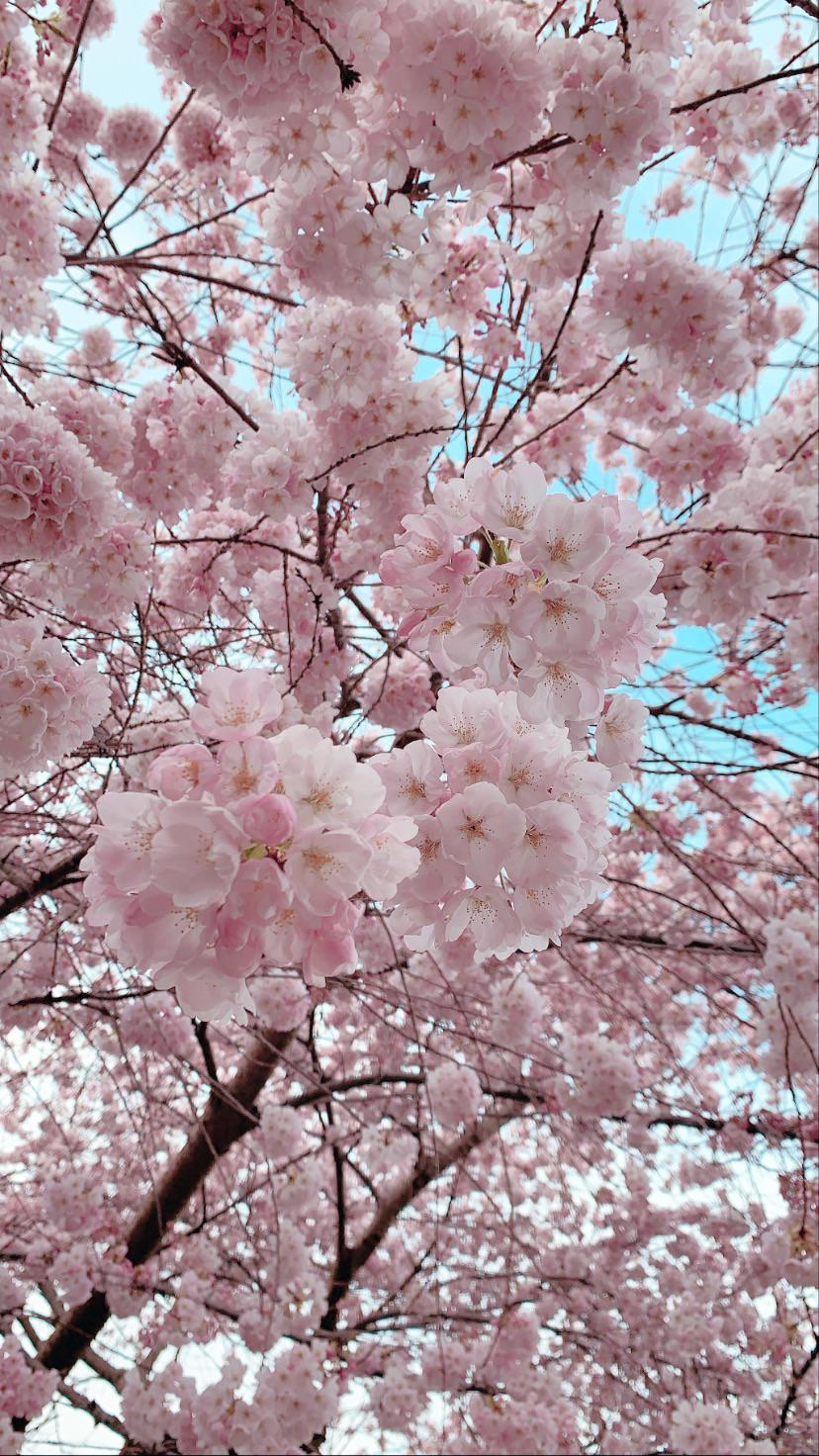 I took this picture of cherry blossoms