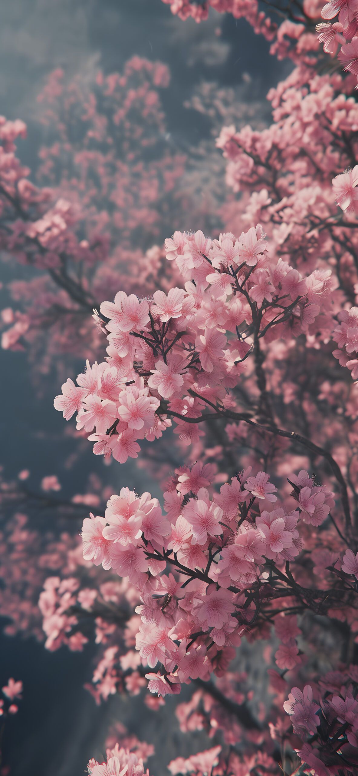 Cherry Blossom Spring Wallpaper