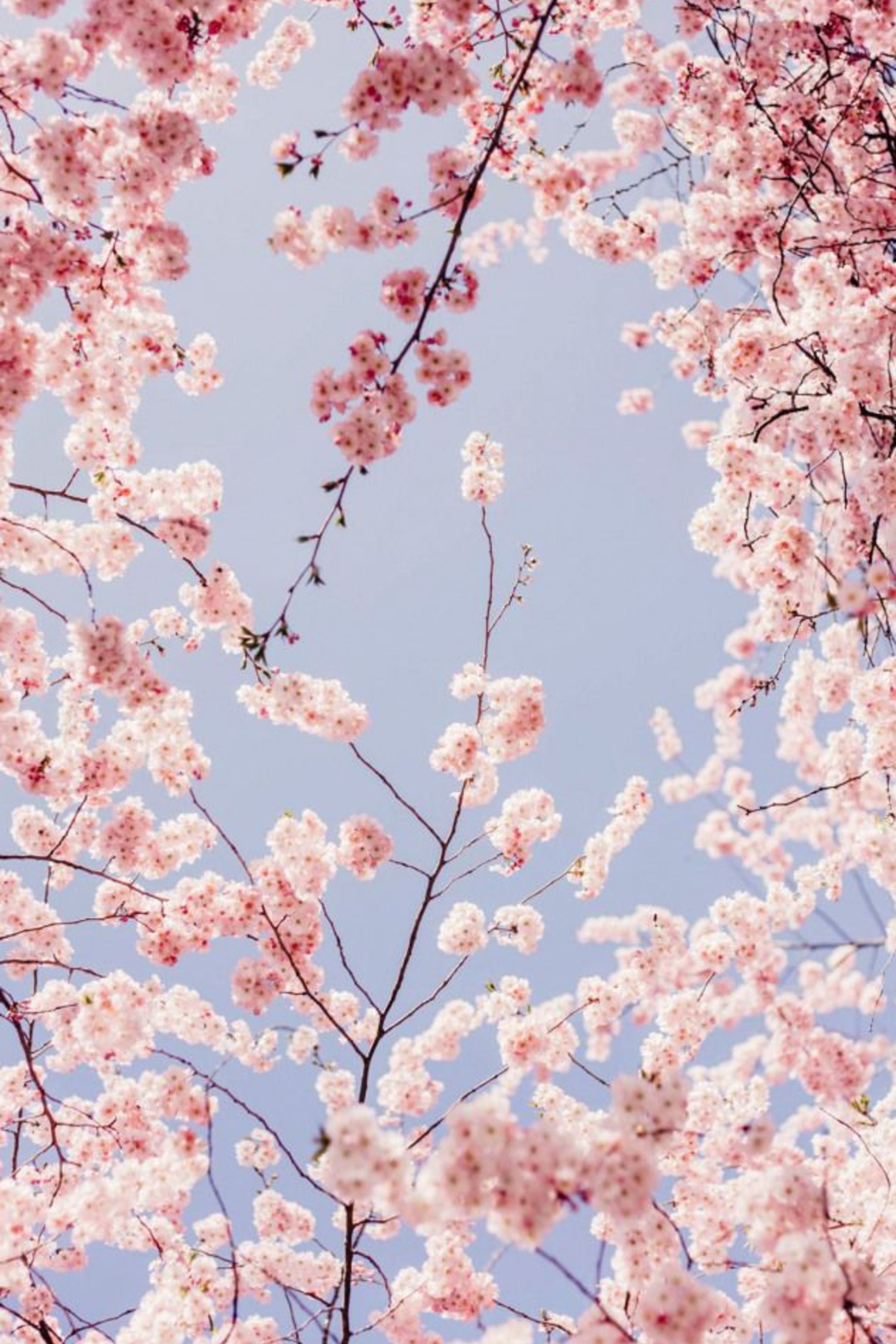 Cherry Blossom Aesthetic Wallpaper