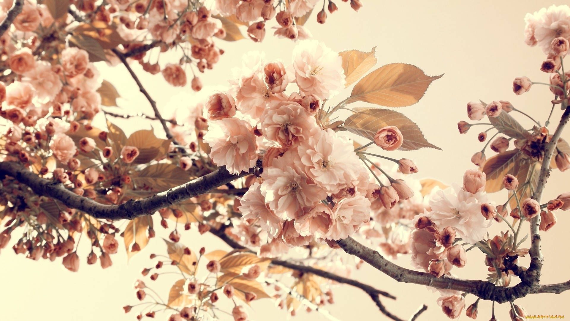 Cherry Blossom Wallpaper