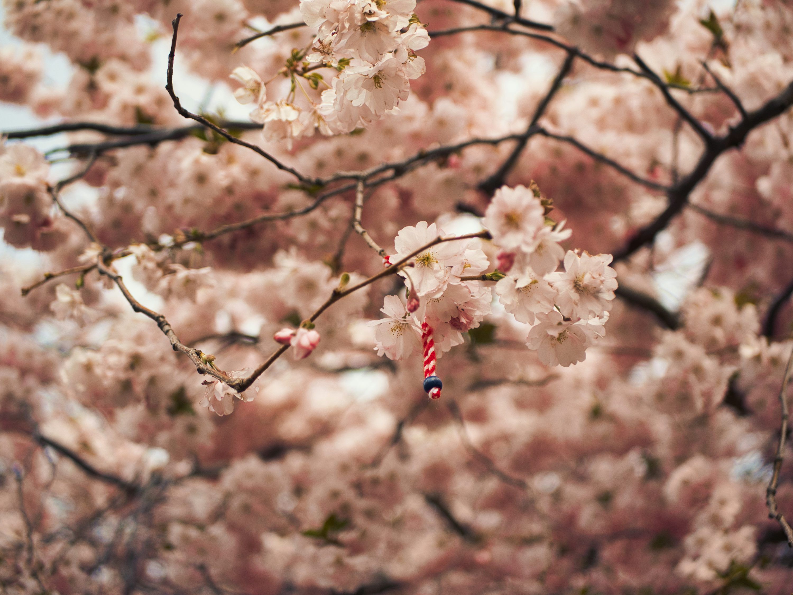 Cherry Blossom Wallpaper Picture