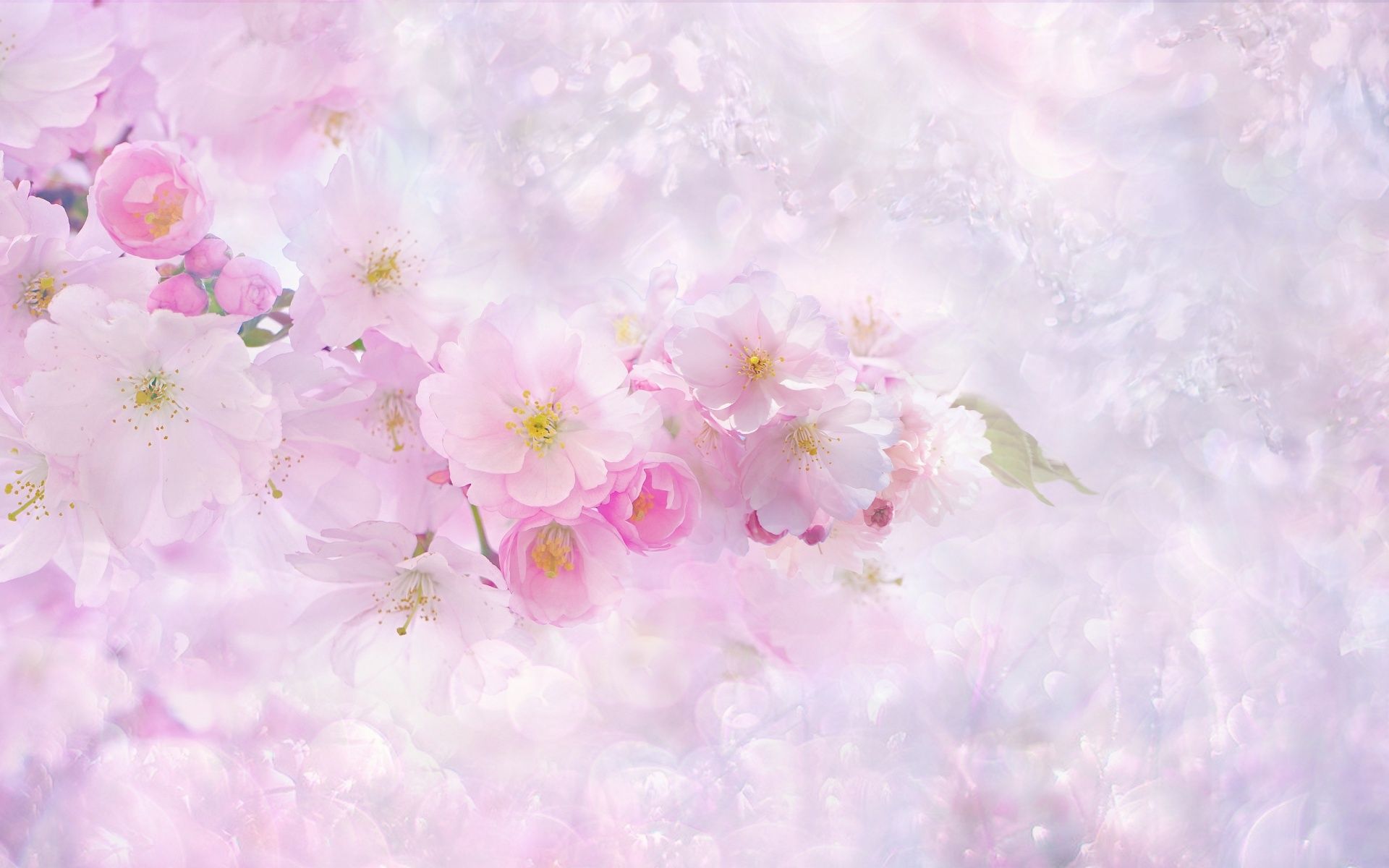 Cherry blossom Wallpaper 4K, Light pink