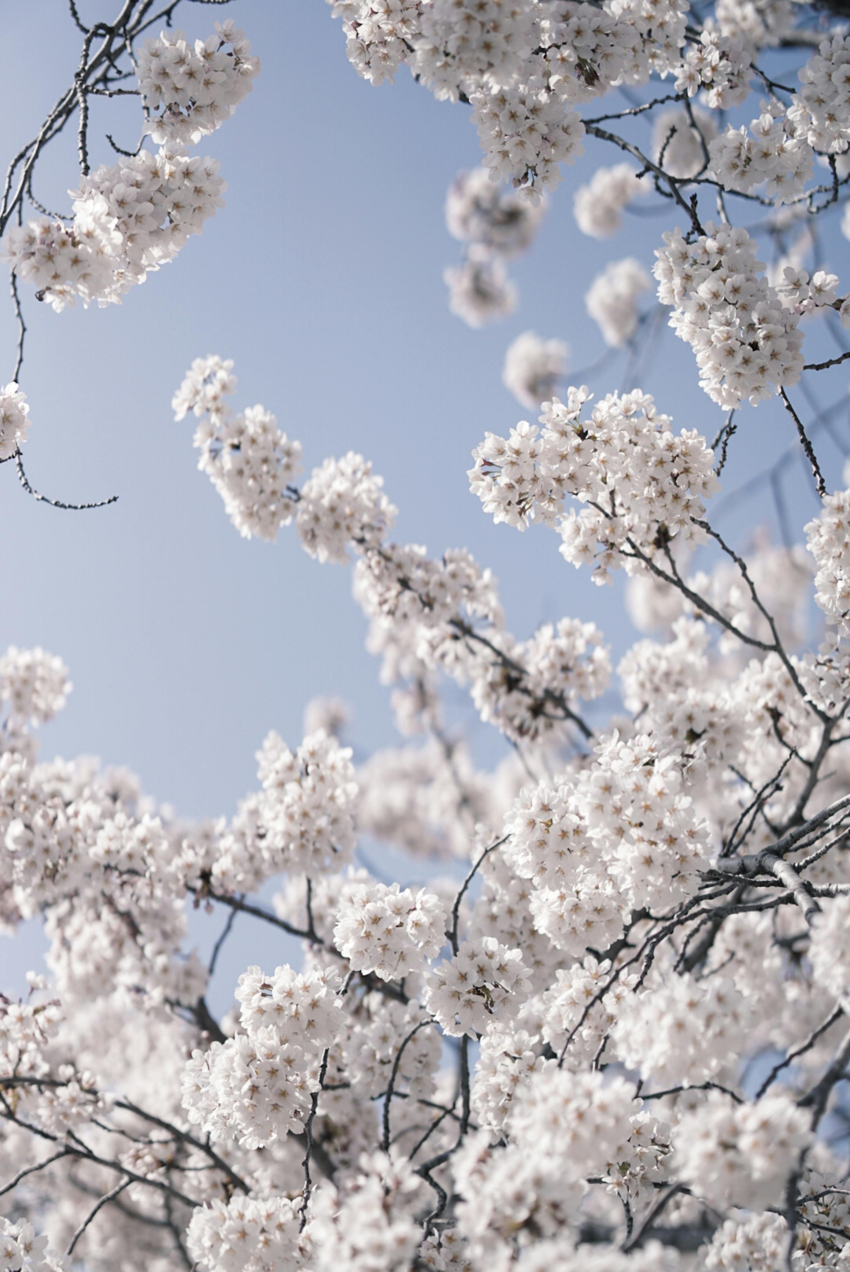 White Cherry Blossom Under the Blue Sky