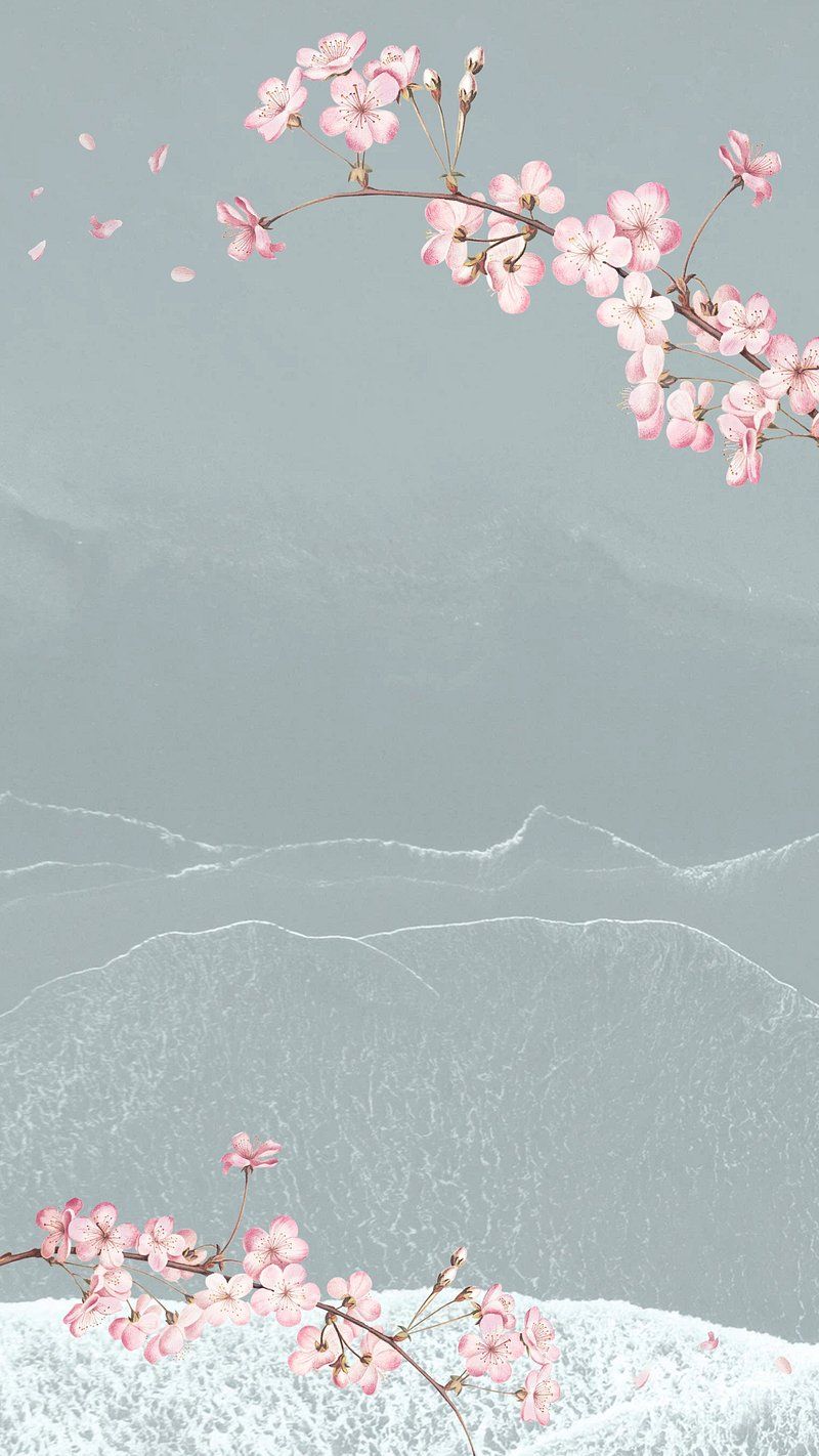 Cherry blossom flowers phone wallpaper