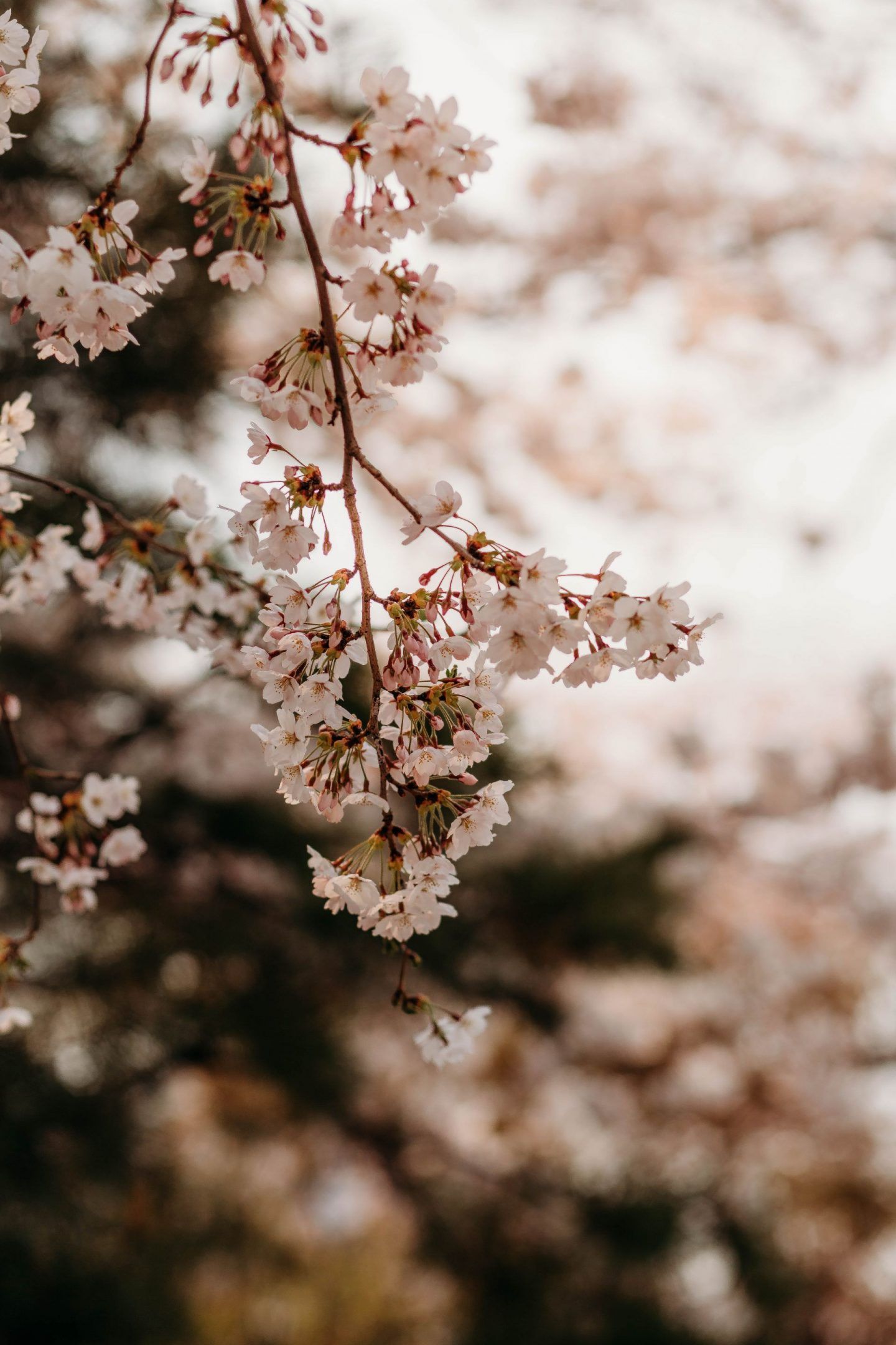 cherry blossom season in south korea