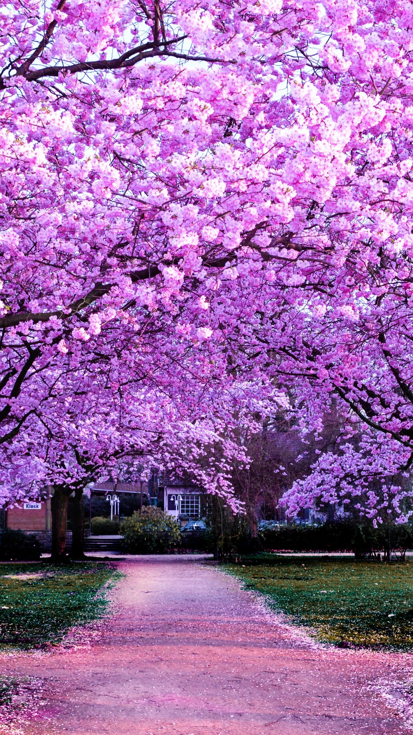 Cherry Blossom Trees Wallpaper 4K