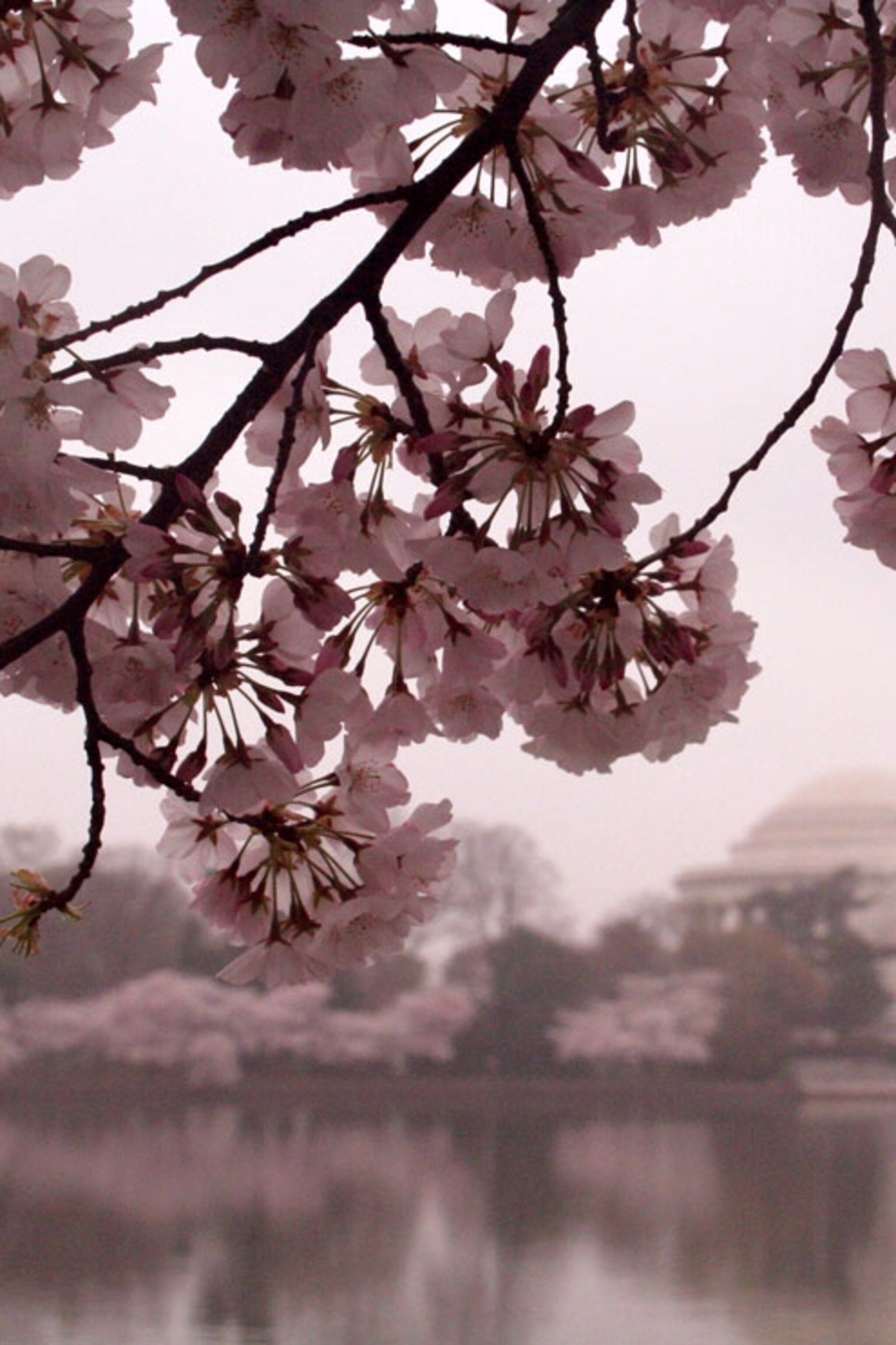 Cherry Blossoms Photo, Cherry Trees