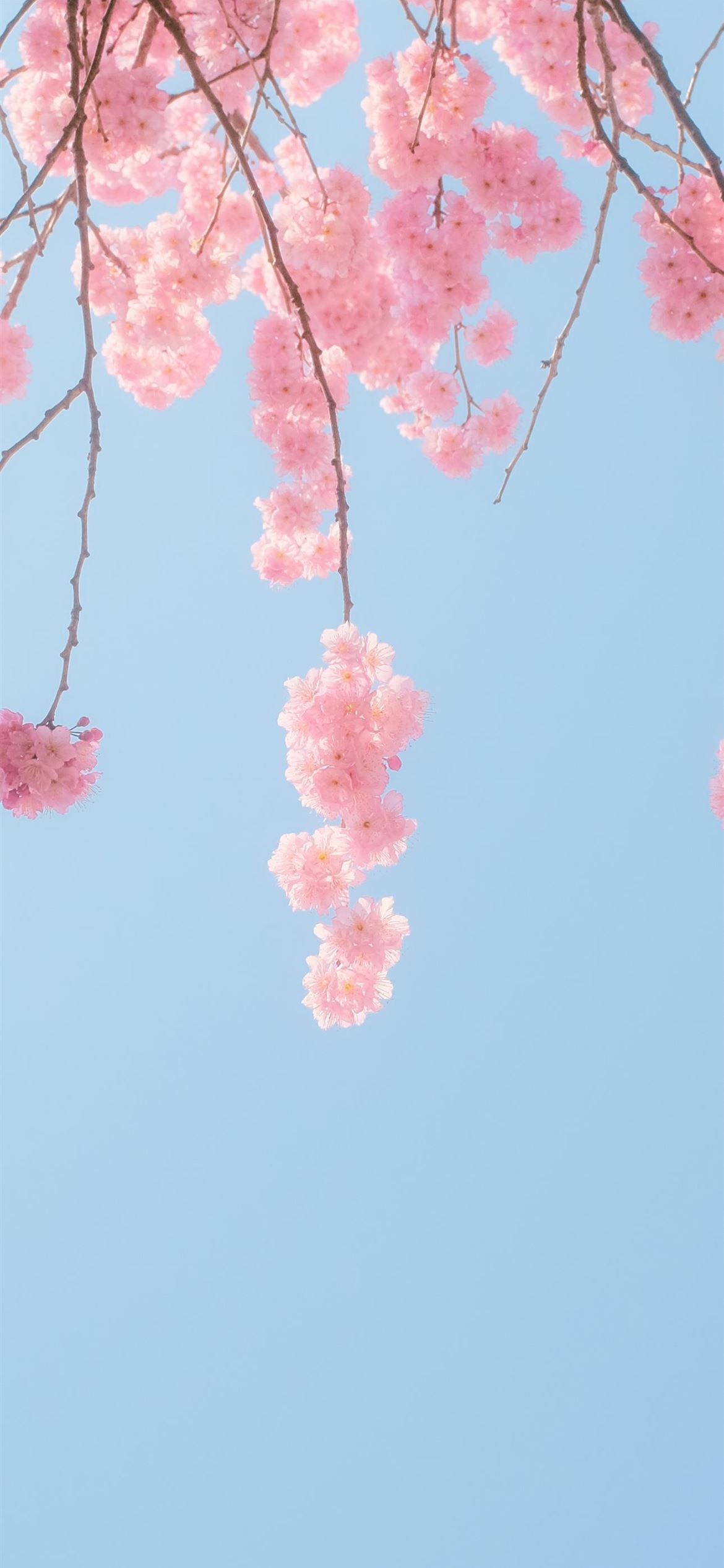 pink cherry blossom tree under blue sky