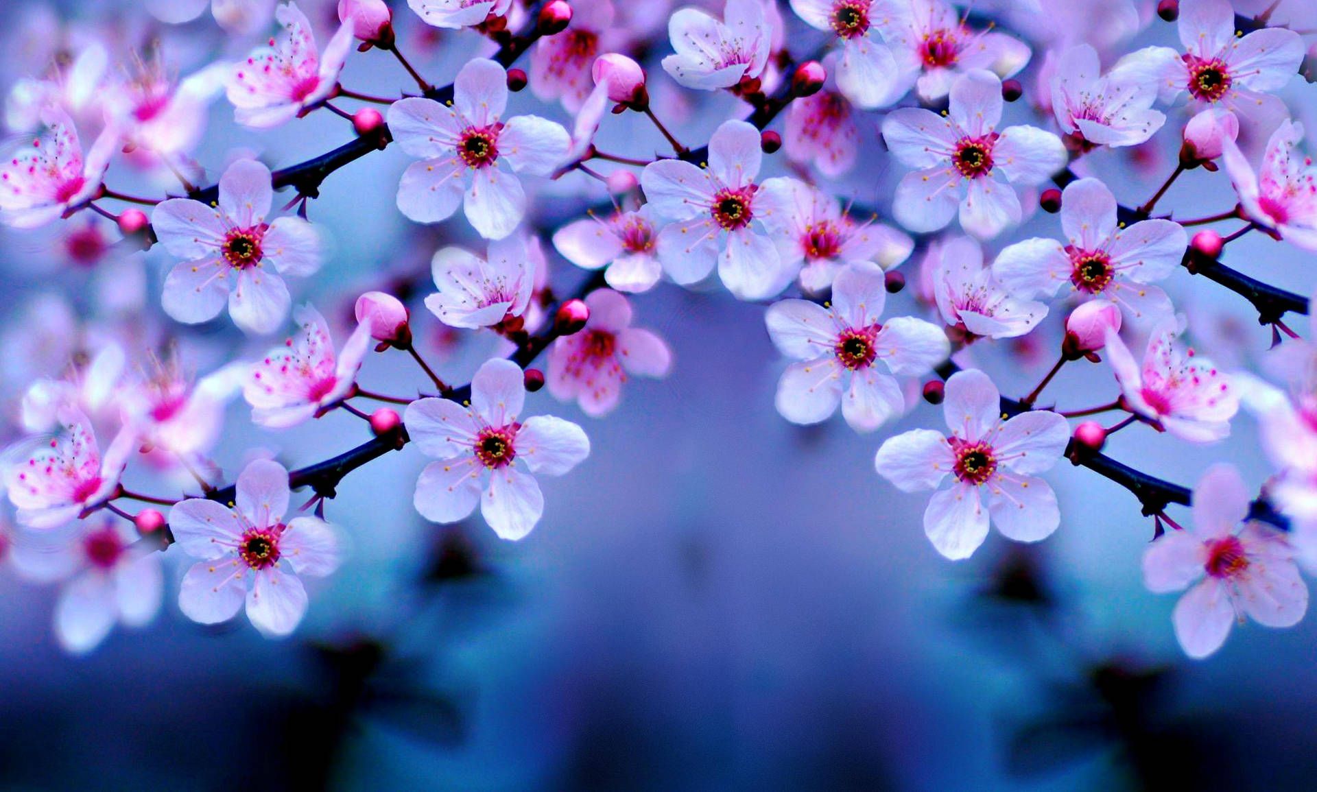 Cherry Blossom HD Wallpaper 300++