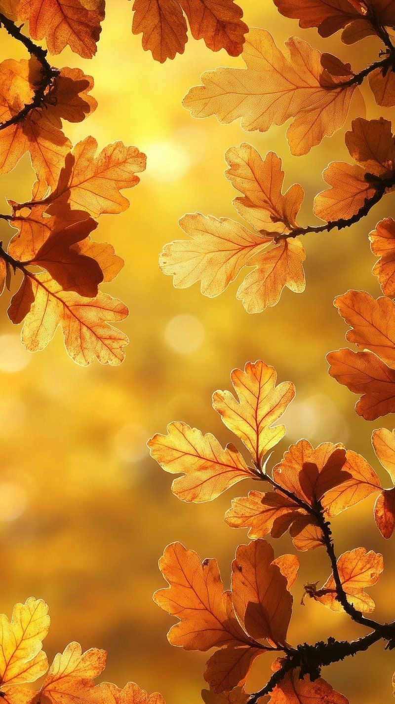 iPhone Wallpaper Autumn Image. Free