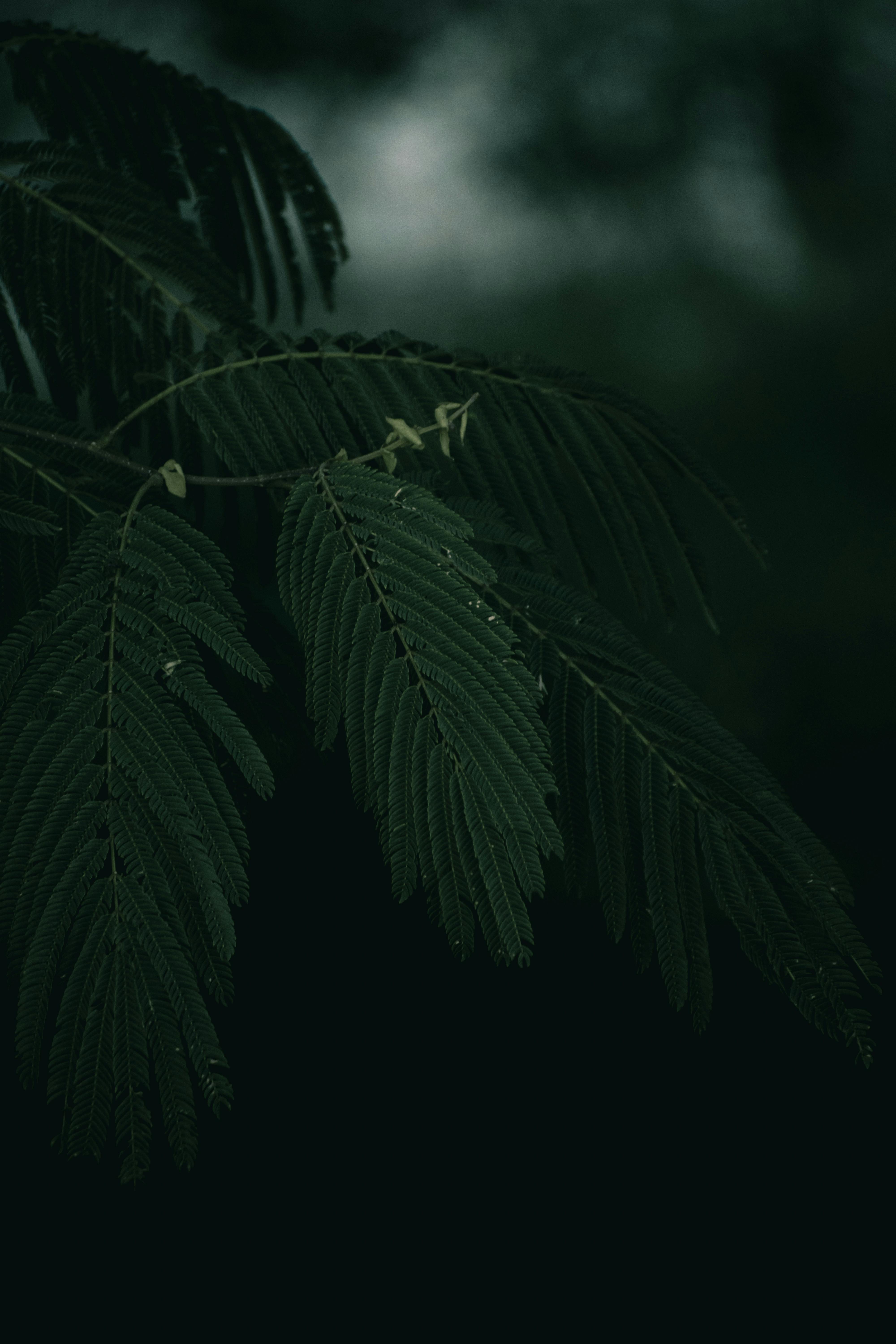 dark green leaf with dark green leaves