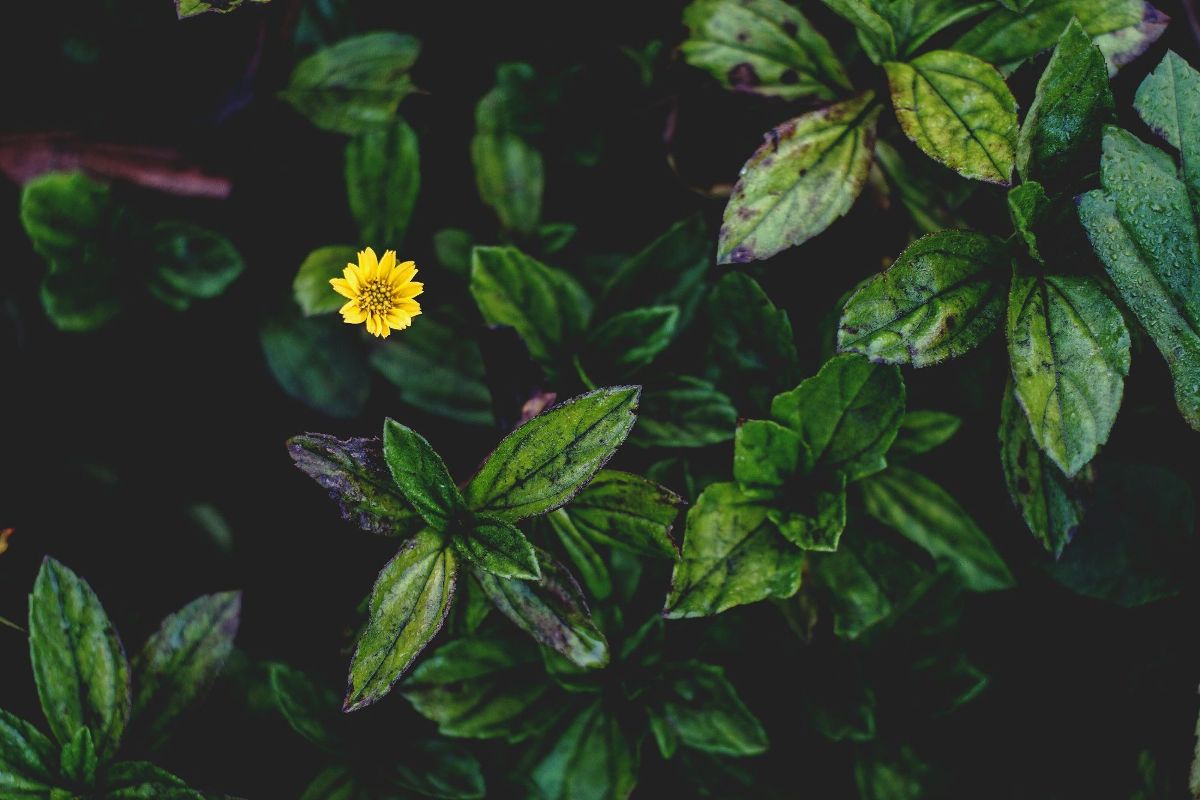 HD Desktop Background With flowers