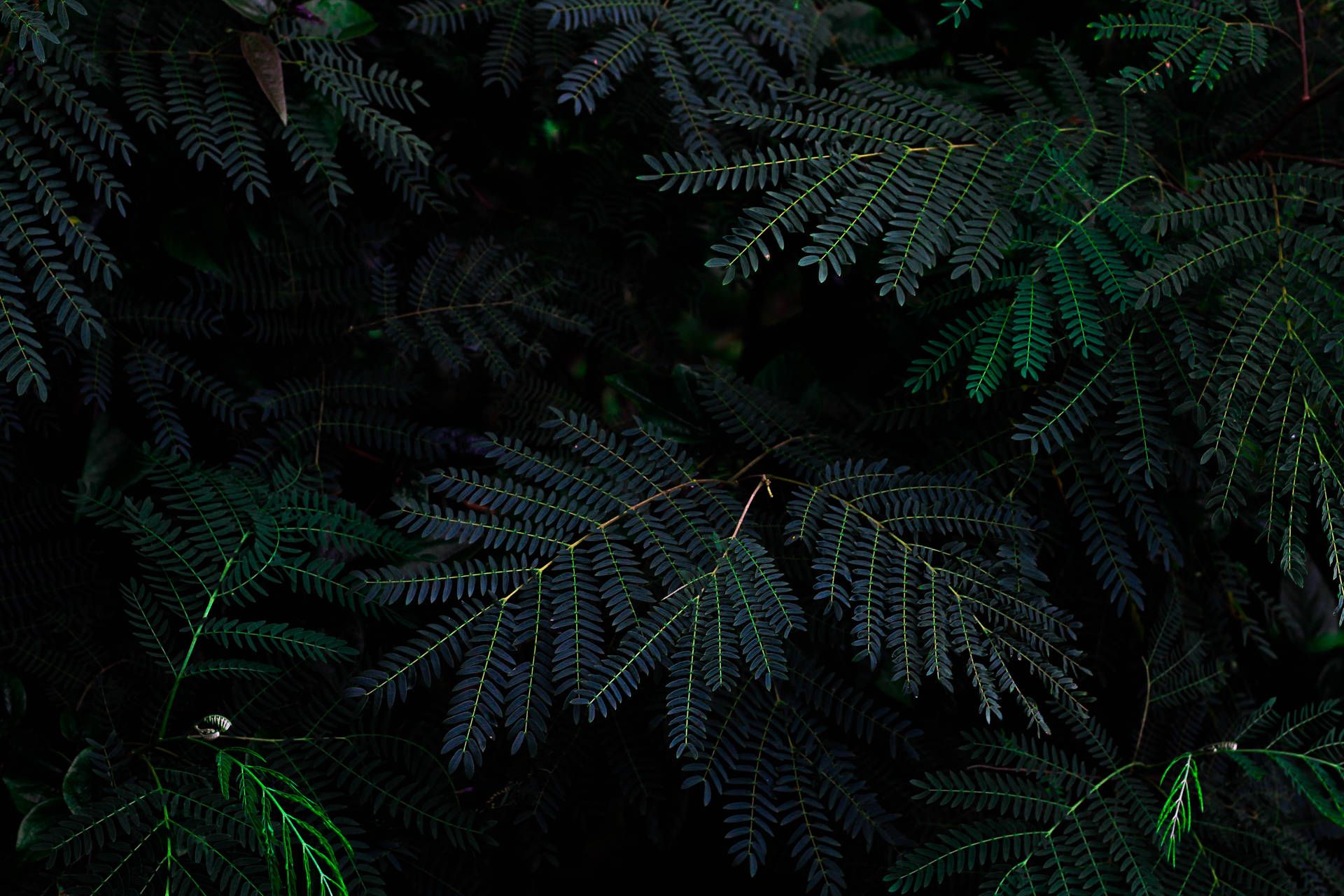 Dark Green HD Wallpaper 200++