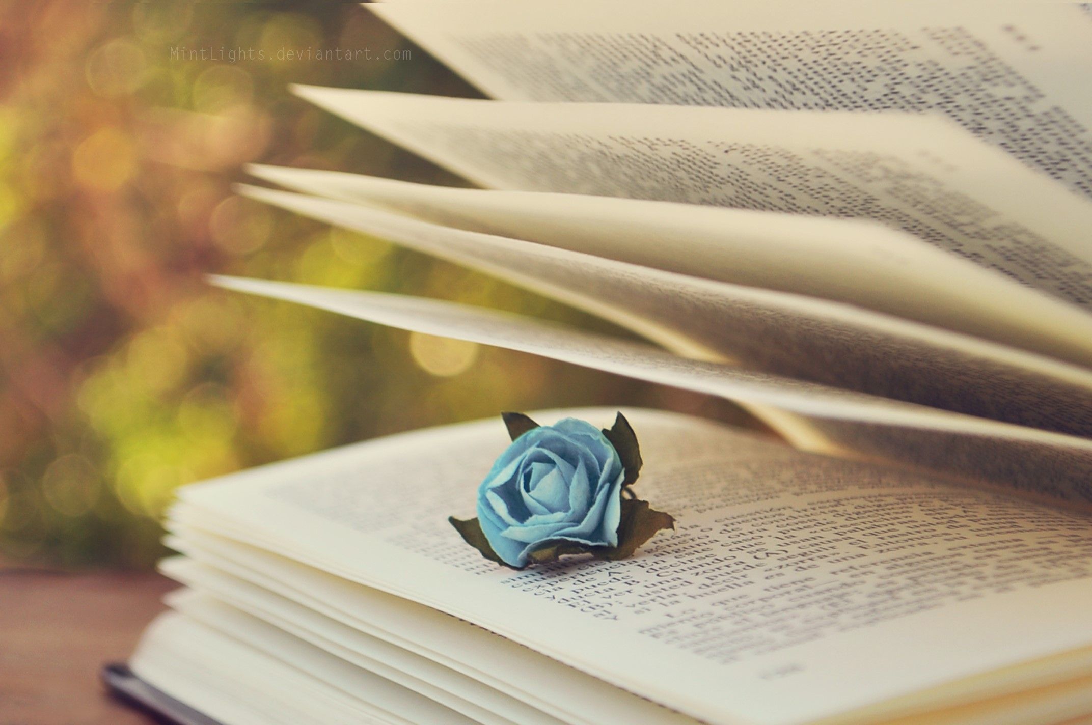A blue rose on an open book - Books