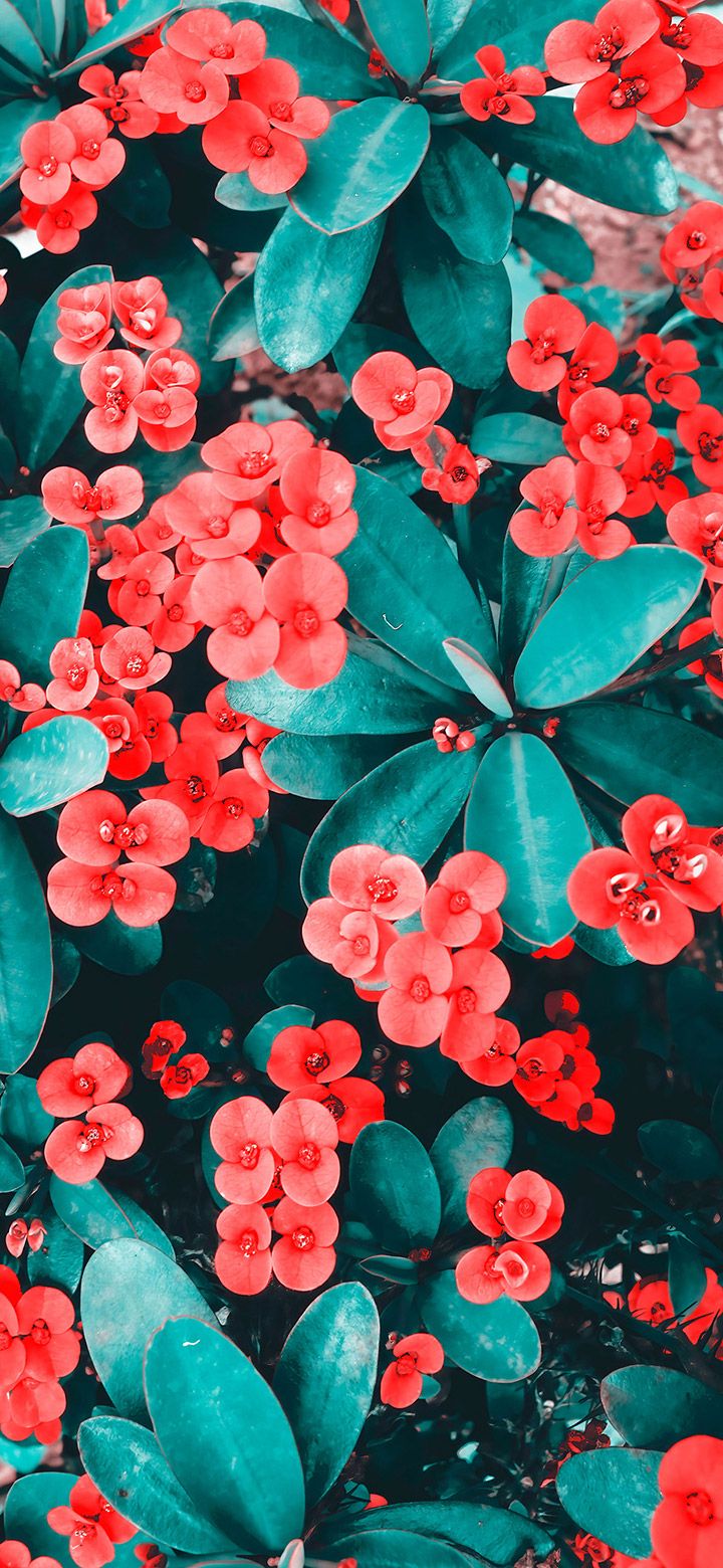 Red Aesthetic Flowers 4K Phone Wallpaper