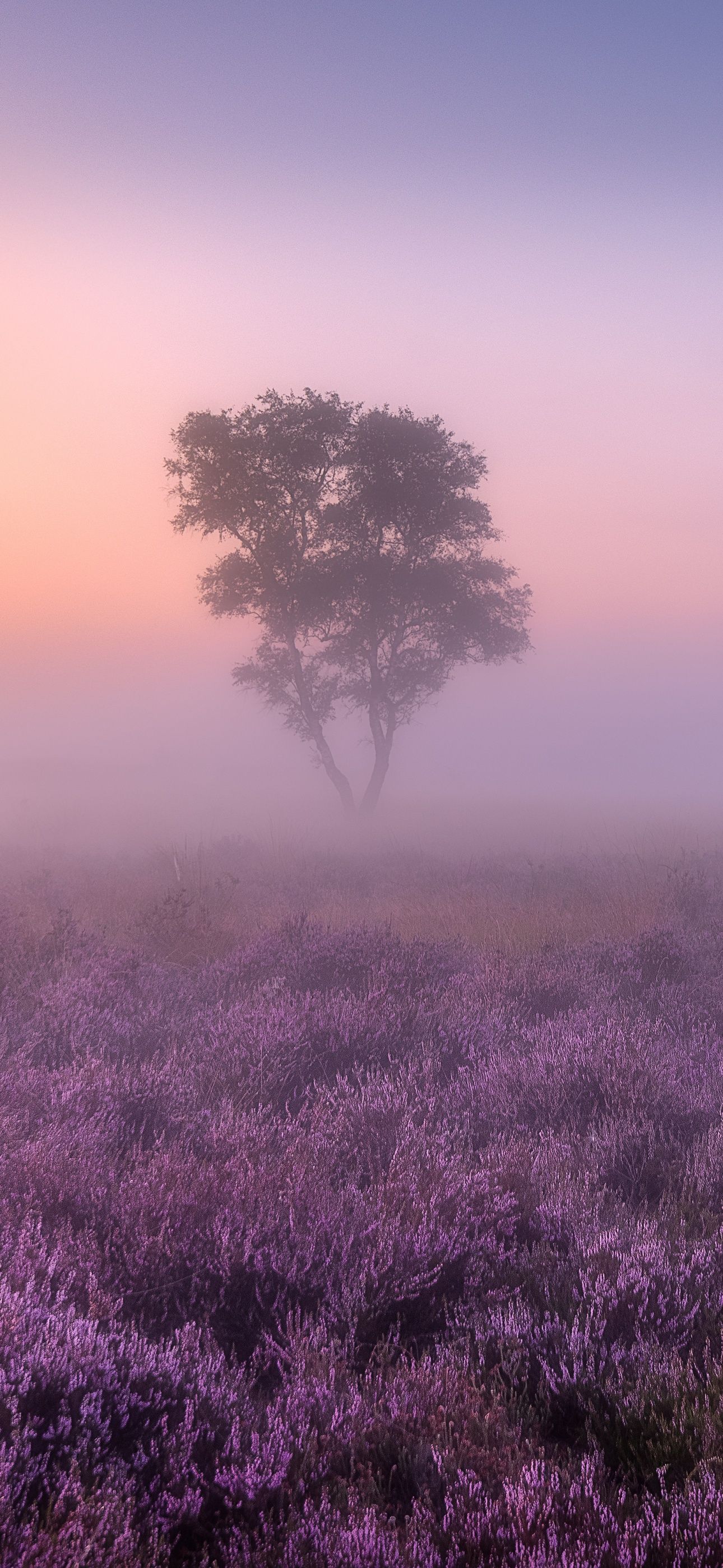 Lavender fields Wallpaper 4K, Purple