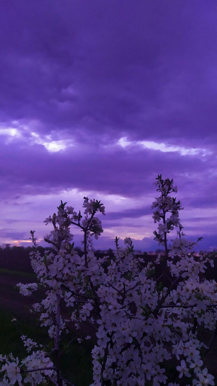 Spring Aesthetic Purple Wallpaper