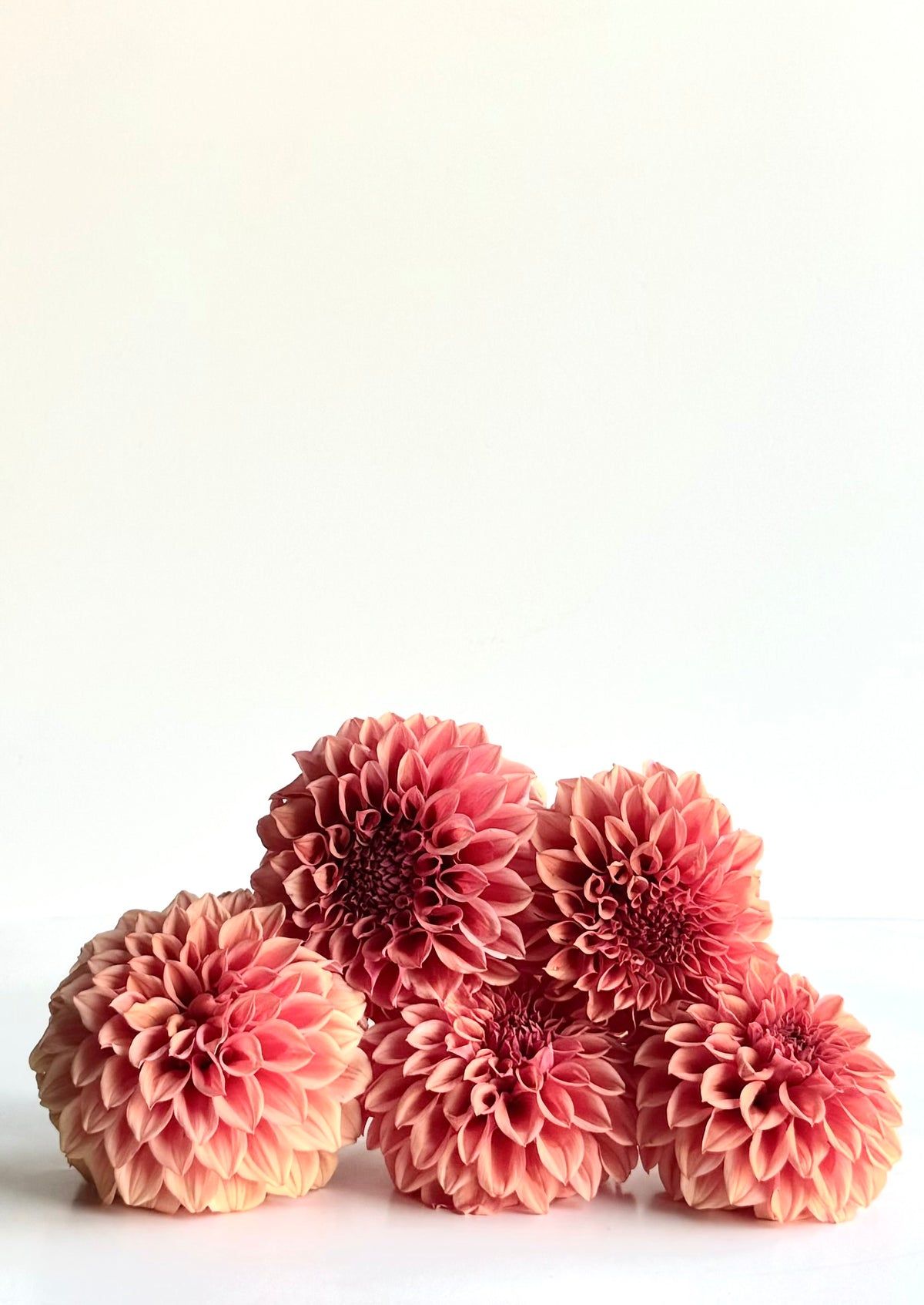 American Dawn Dahlia Tubers