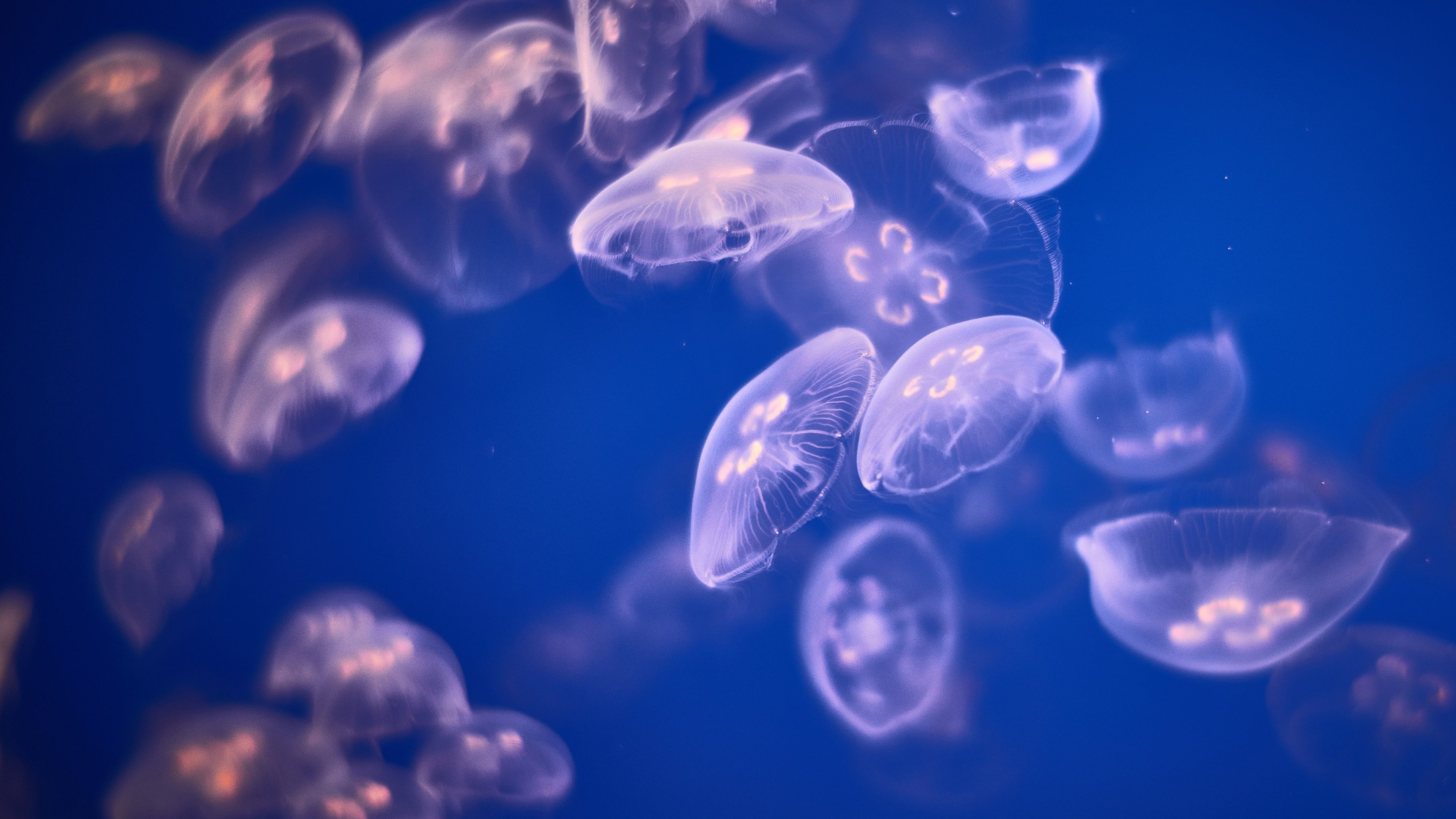 Jellyfish Wallpaper